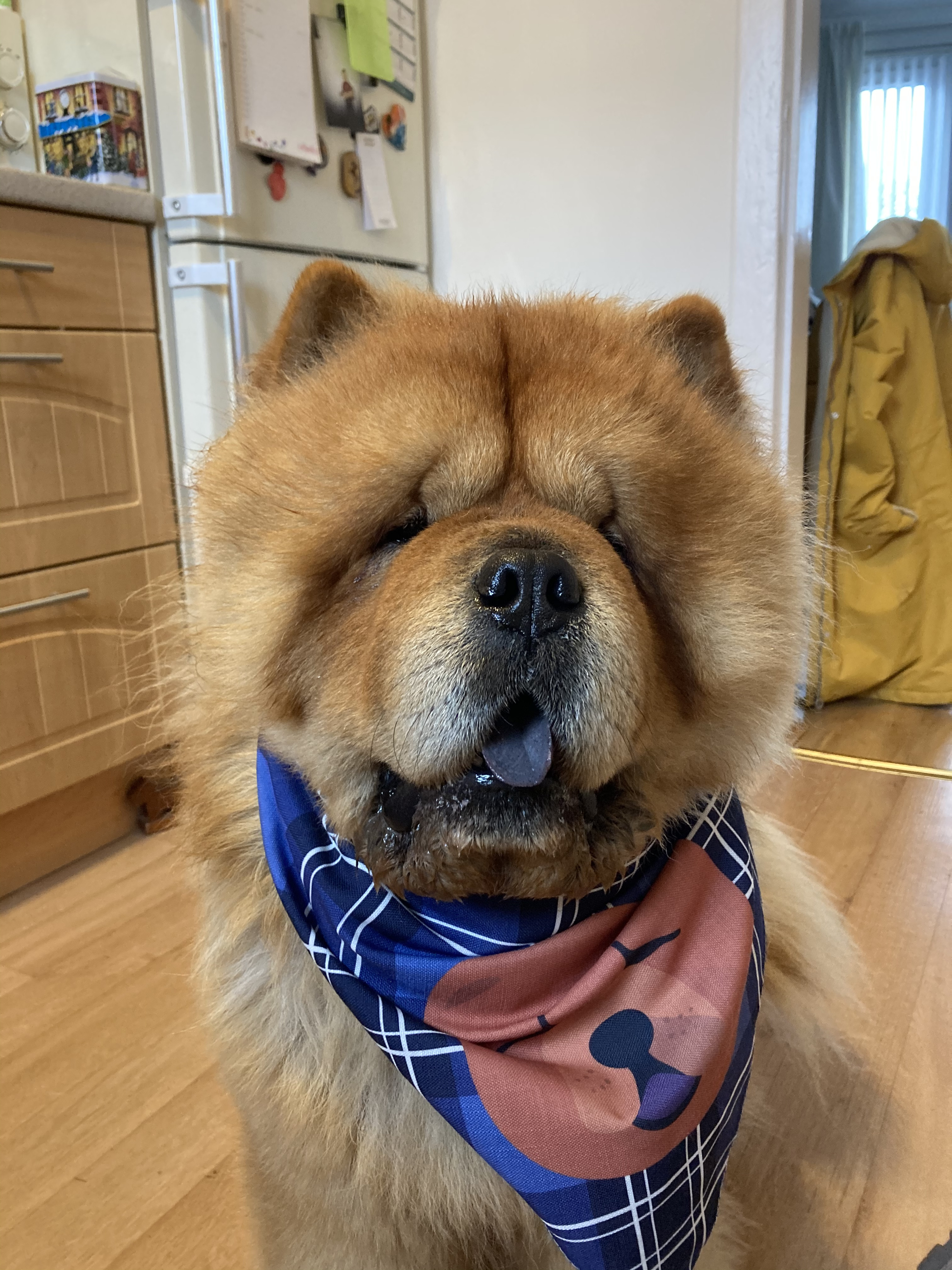 Customer photo of Scottish Tartan Pattern - Personalized Plott Hound Bandana