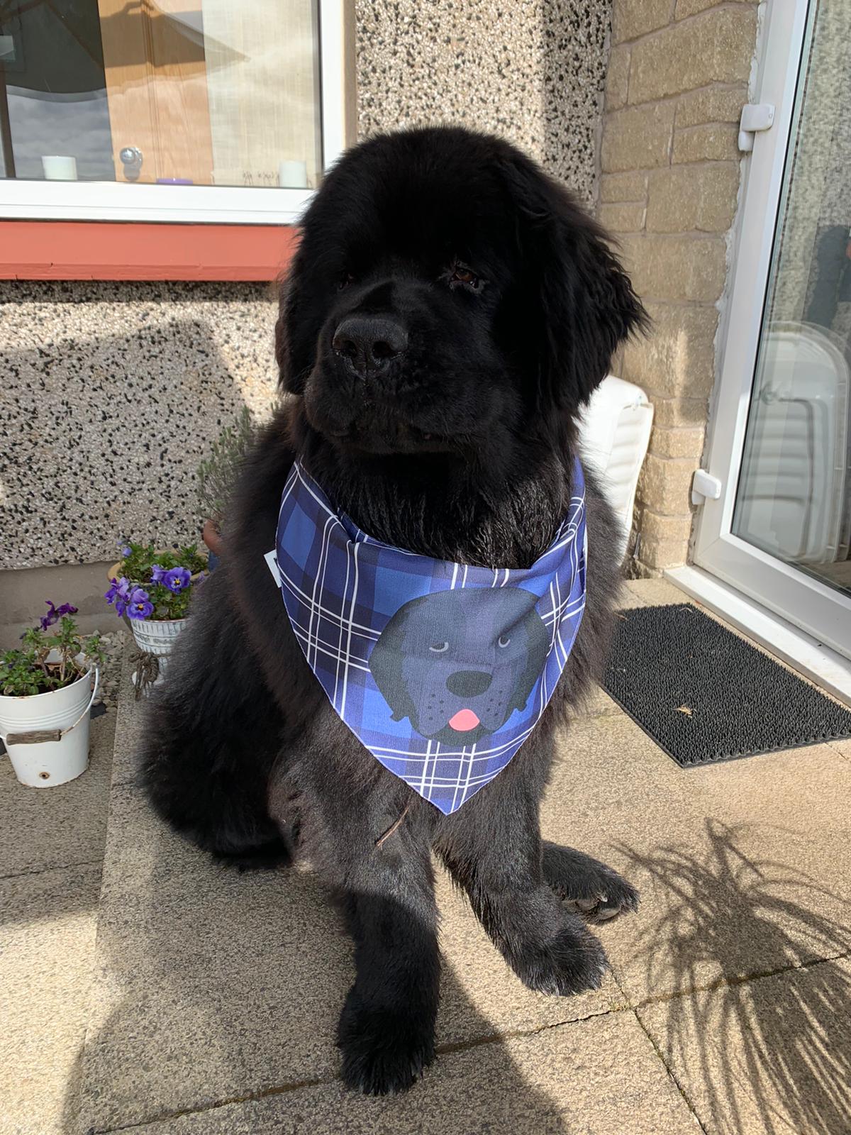 Customer photo of Scottish Tartan Pattern - Personalized Plott Hound Bandana