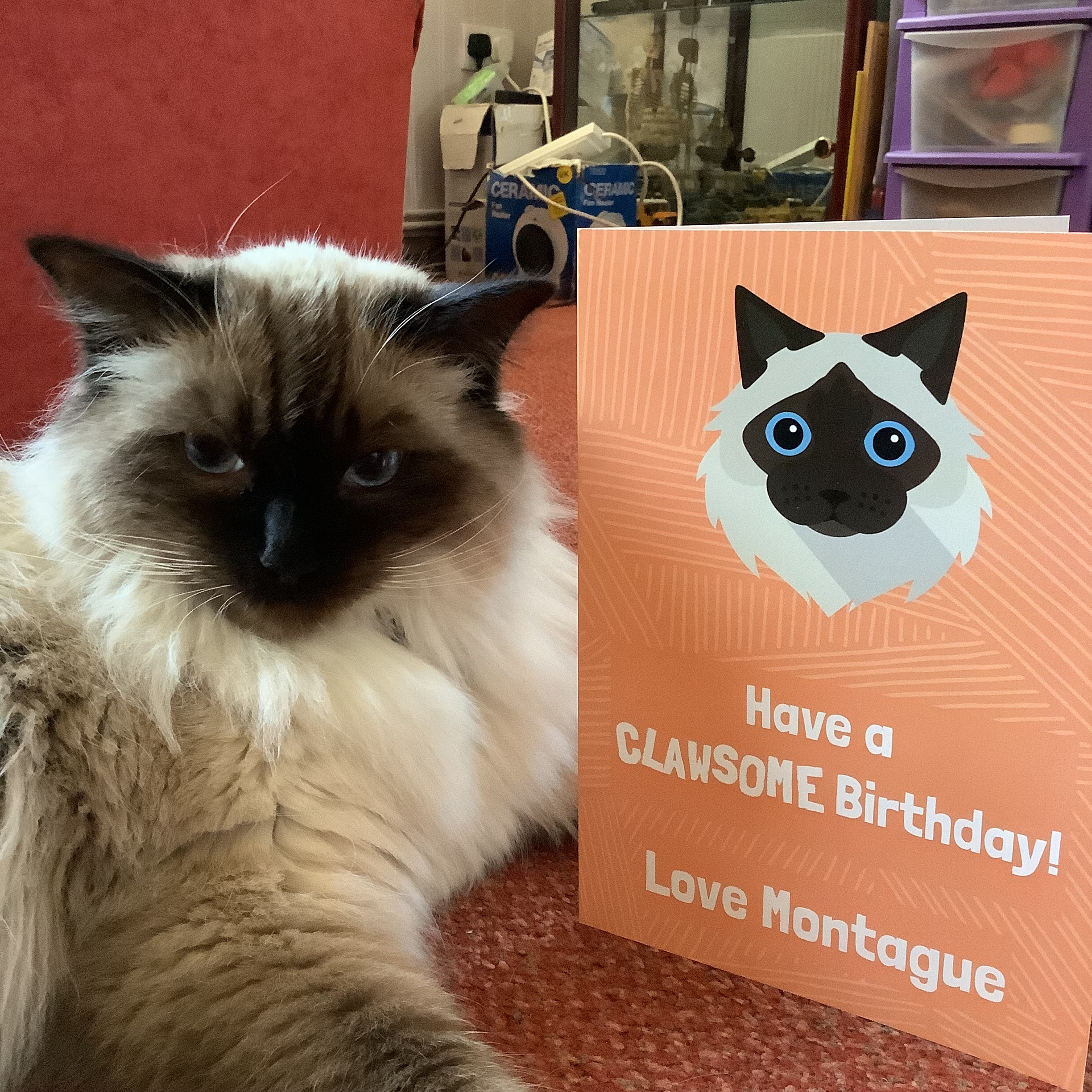 Customer photo of 'Clawsome Birthday' - Personalised Devon Rex Card