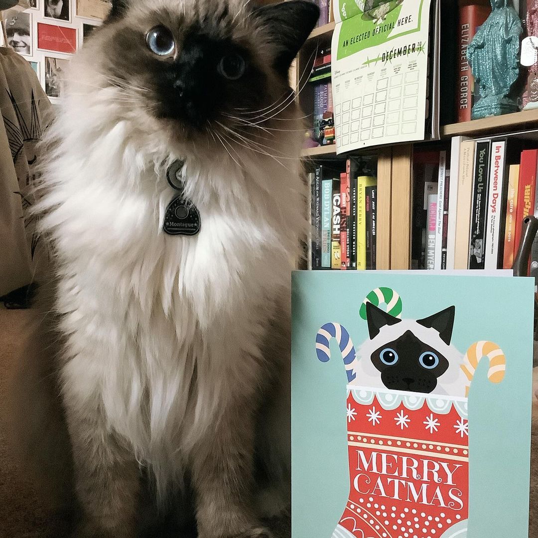 Customer photo of Merry Catmas: Personalised Cat Christmas Card