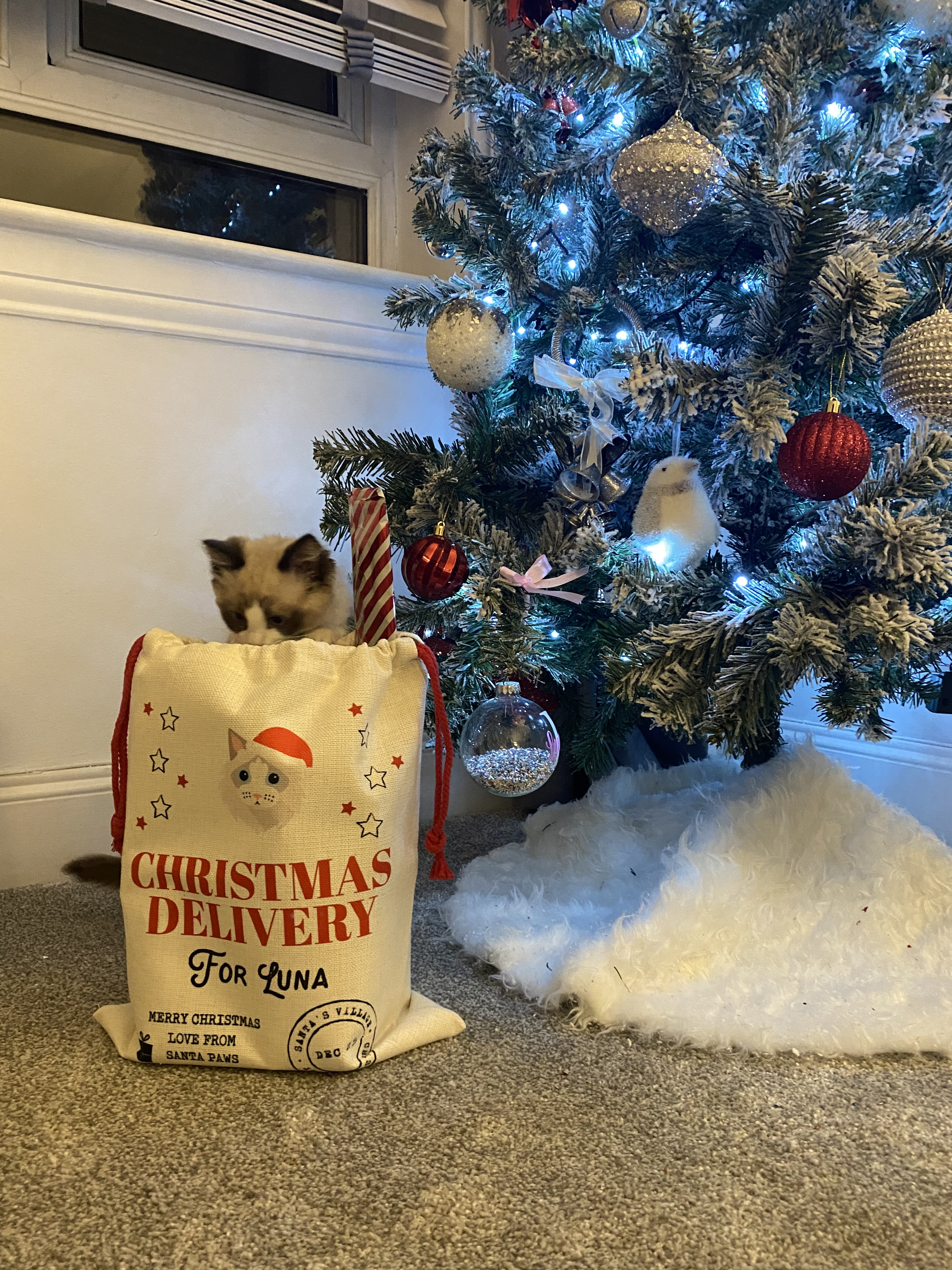 Customer photo of Christmas Delivery: Personalised Cat Santa Sack