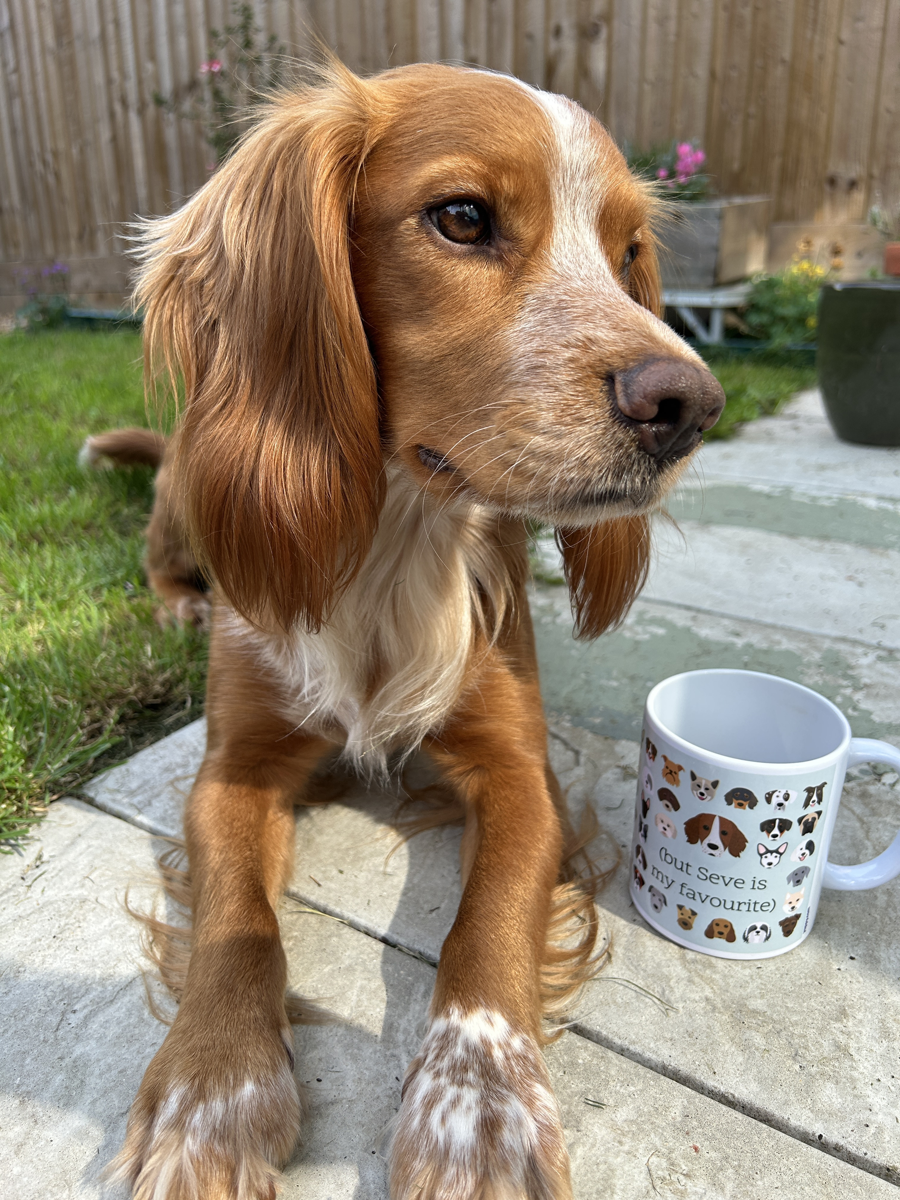 Customer photo of I Want All The Dogs: Personalized Italian Greyhound Mug