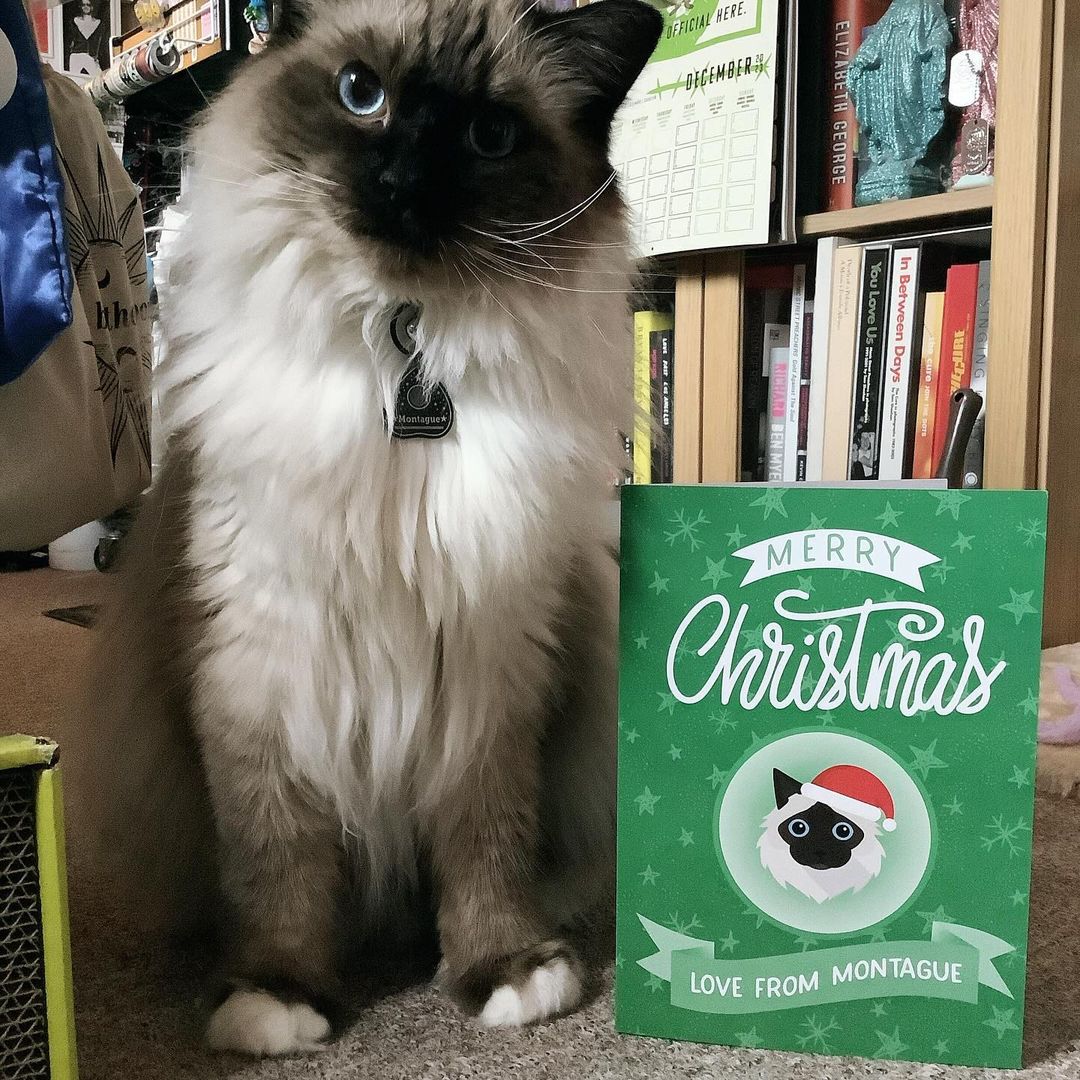 Customer photo of Merry Christmas: Personalised Cat Card
