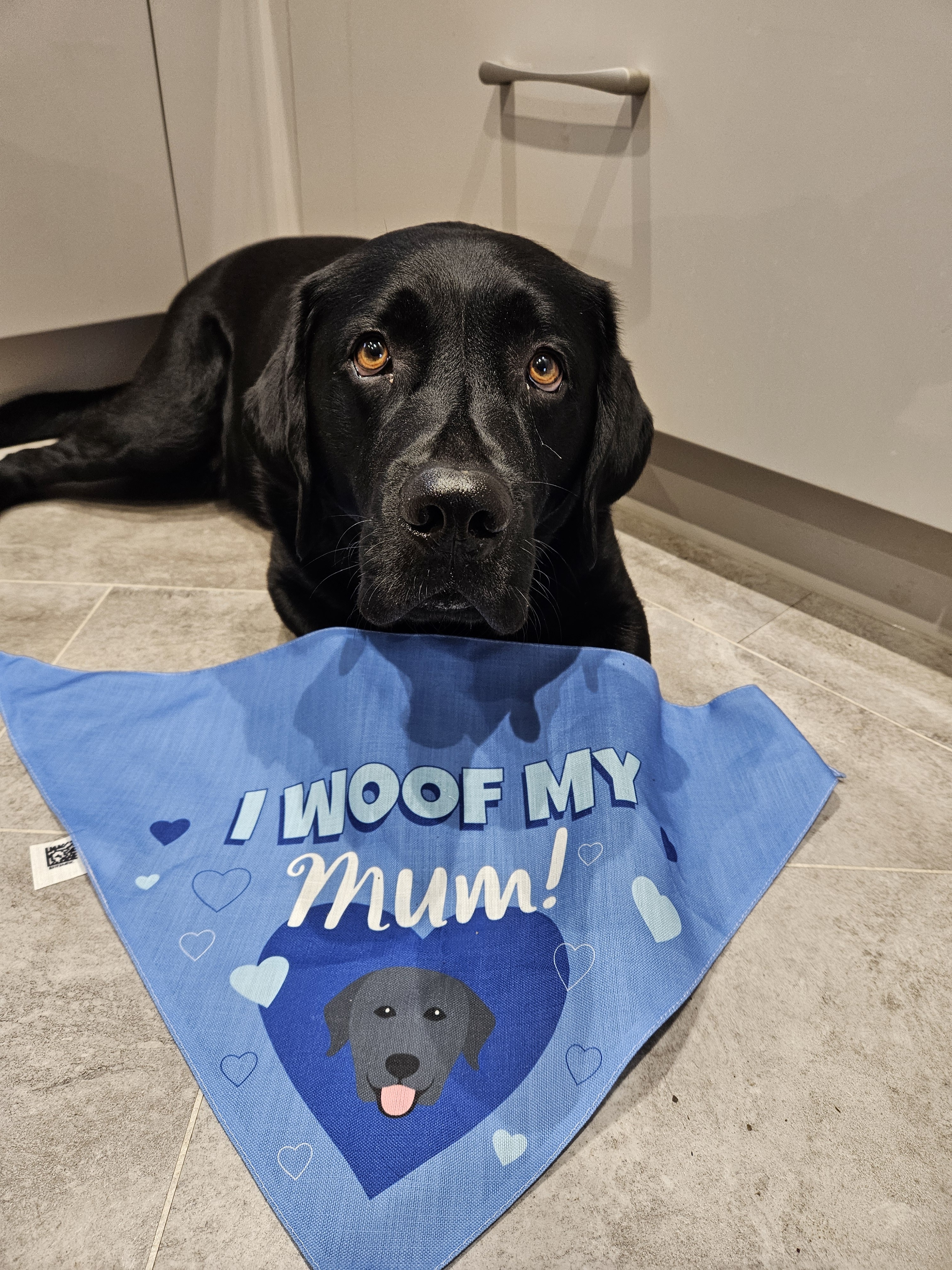 Customer photo of 'I Woof My Mum' - Personalised Hungarian Vizsla Bandana