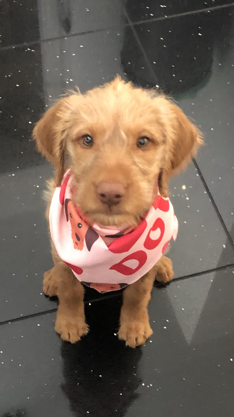 Customer photo of 'Heart Pattern' - Personalized Cockapoo Bandana