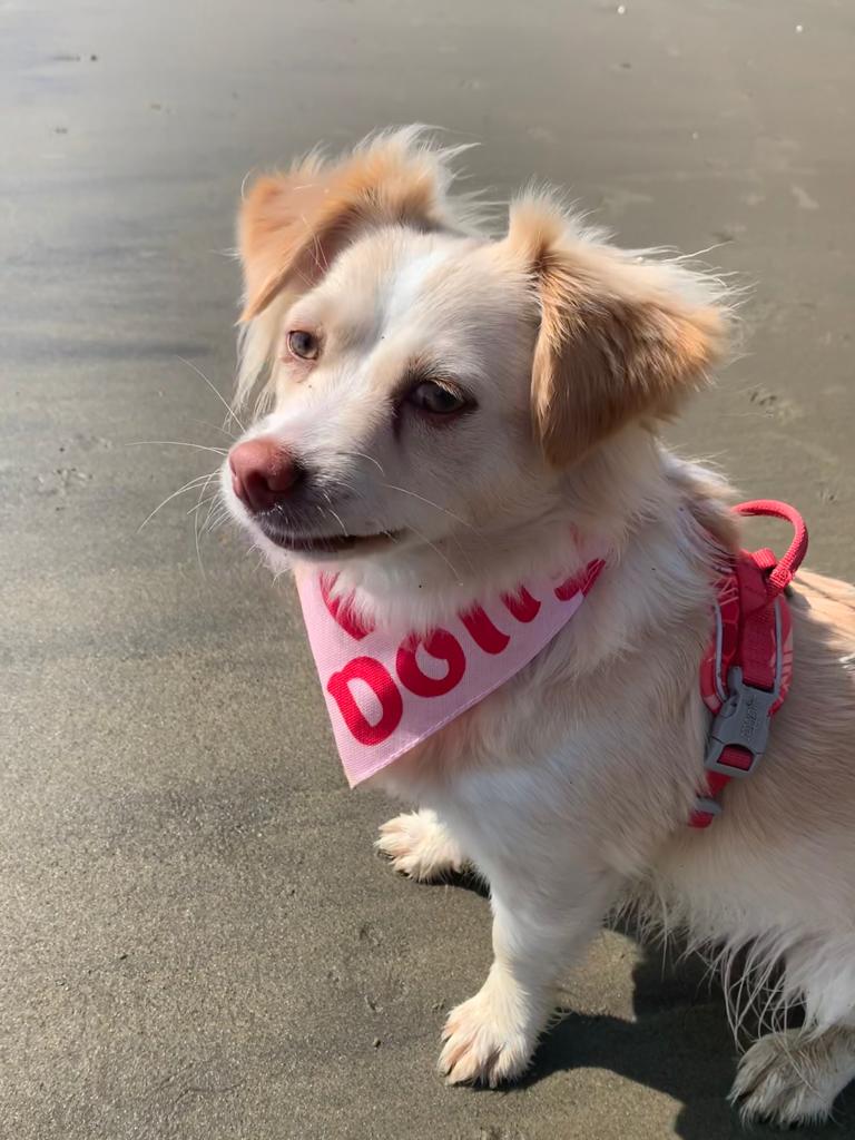 Customer photo of 'Heart Pattern' - Personalized Cockapoo Bandana