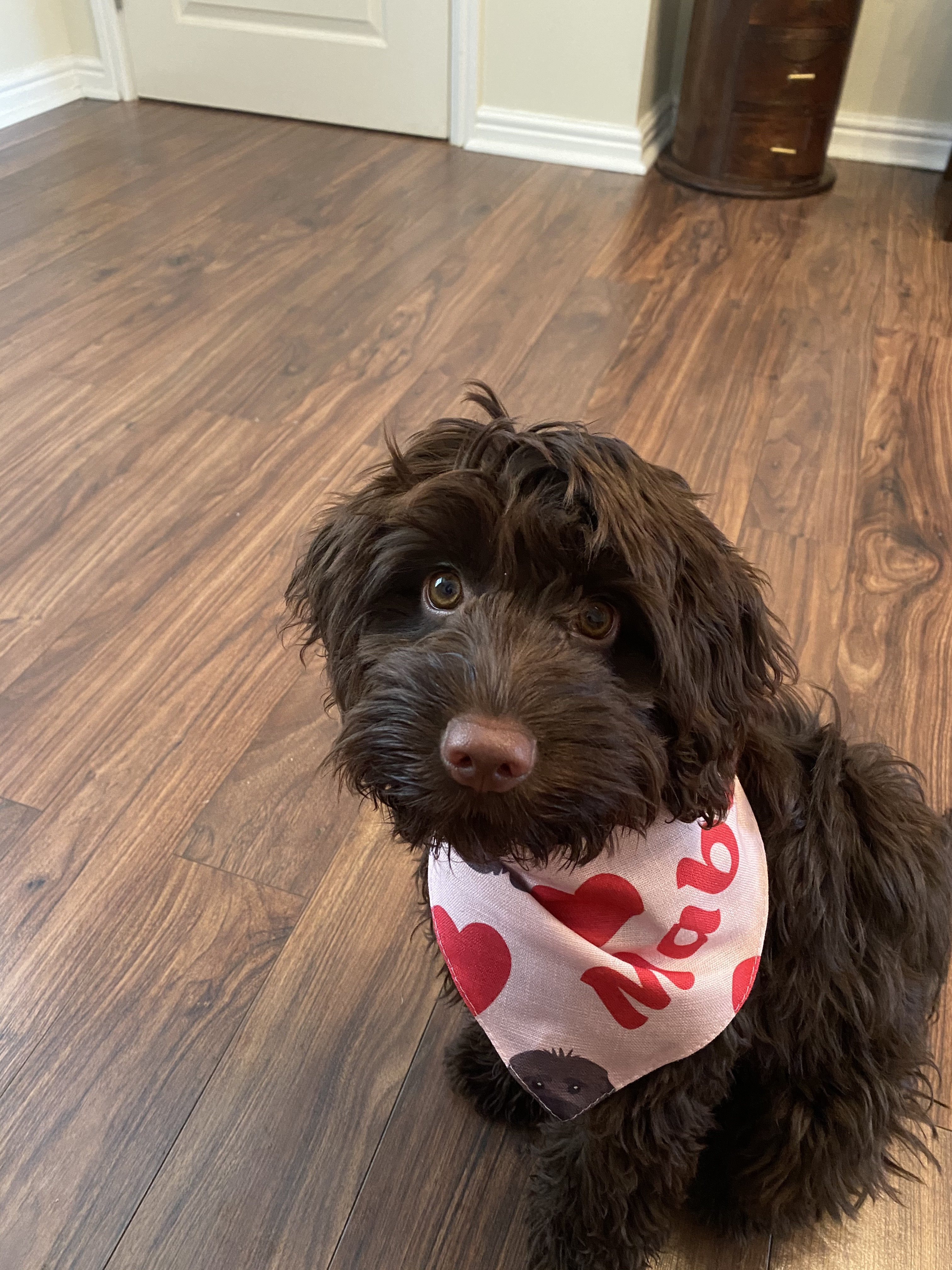 Customer photo of 'Heart Pattern' - Personalized Cockapoo Bandana