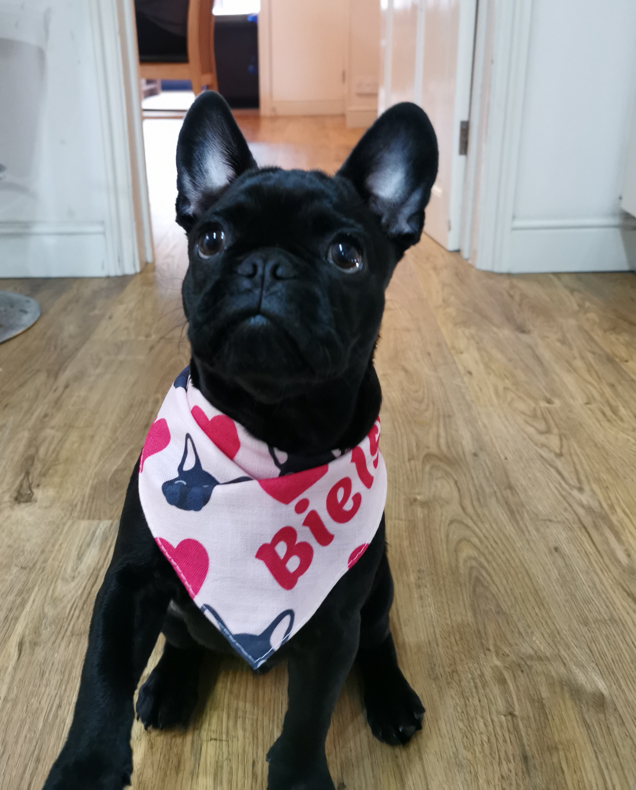Customer photo of 'Heart Pattern' - Personalized Cockapoo Bandana
