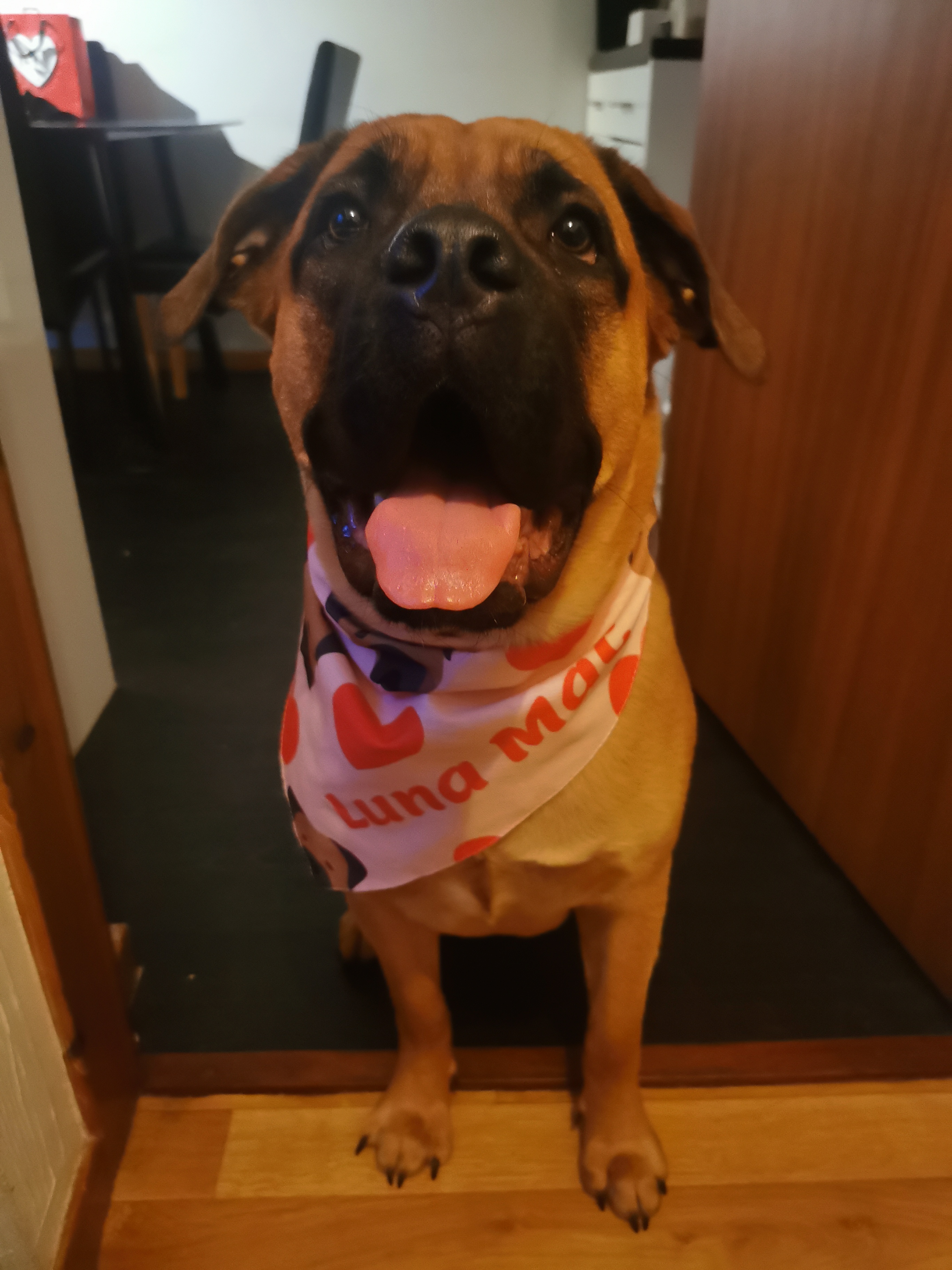 Customer photo of 'Heart Pattern' - Personalized Cockapoo Bandana