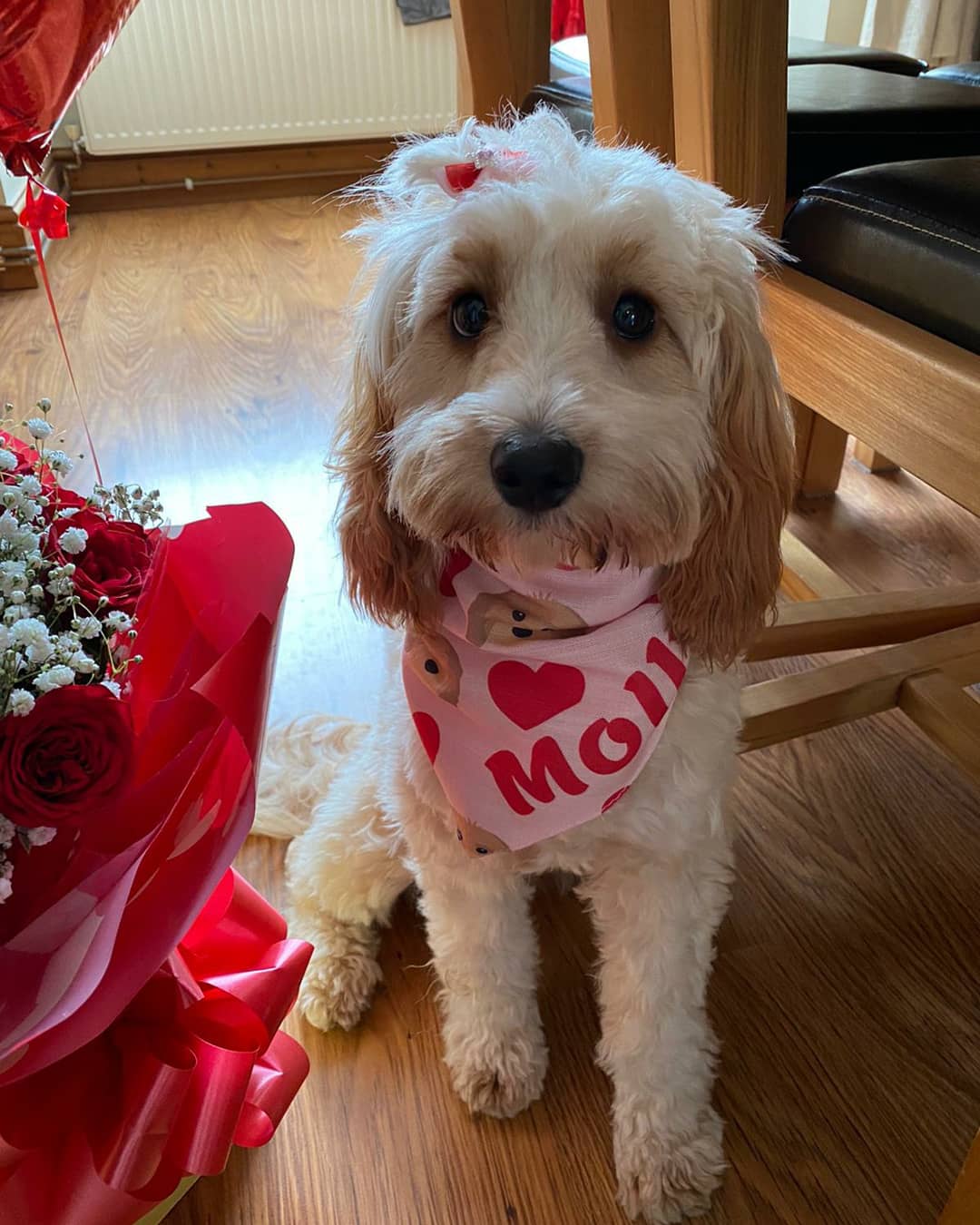 Customer photo of 'Heart Pattern' - Personalized Cockapoo Bandana