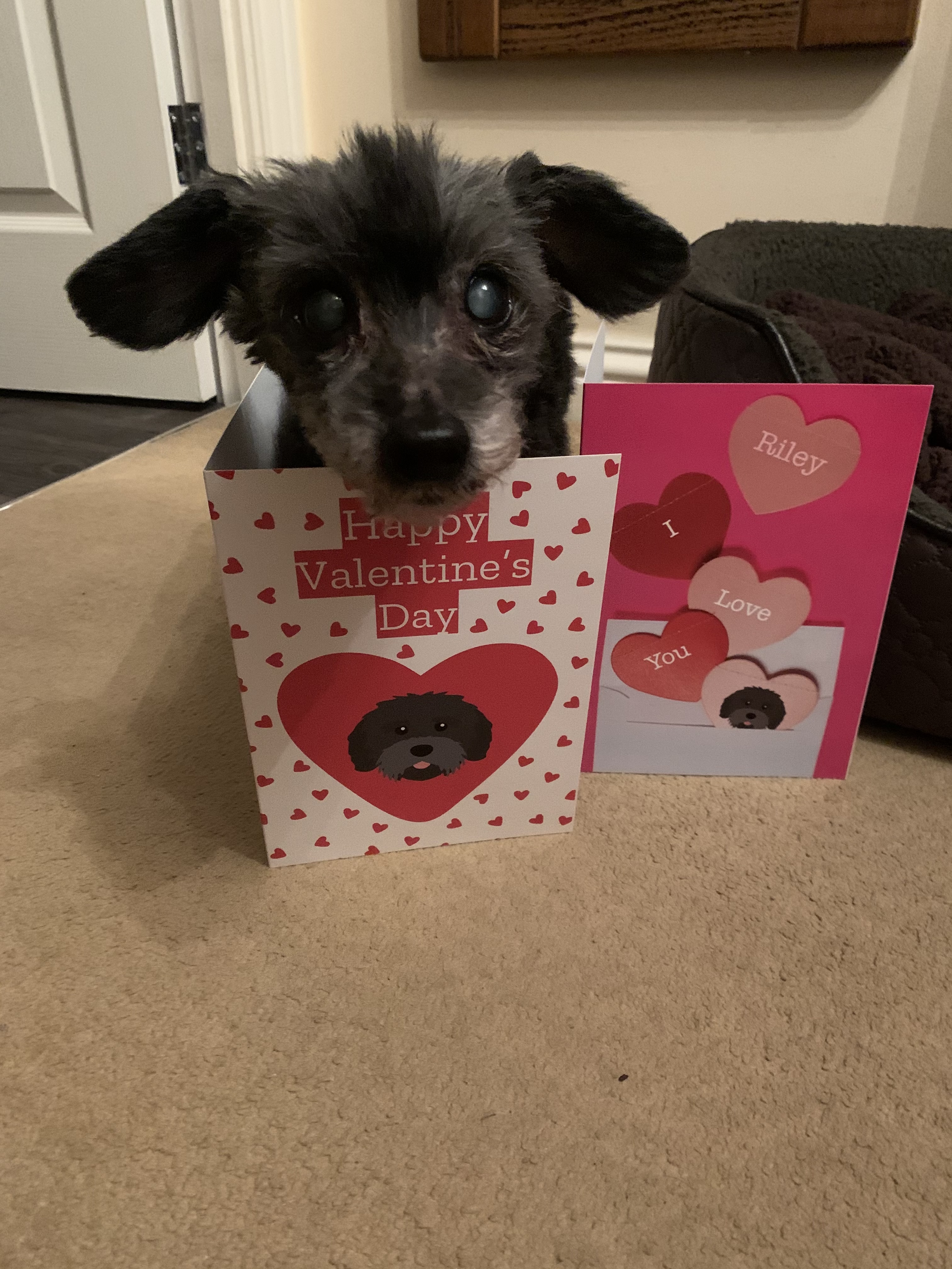 Customer photo of 'I Love You' - Personalised Dog Card