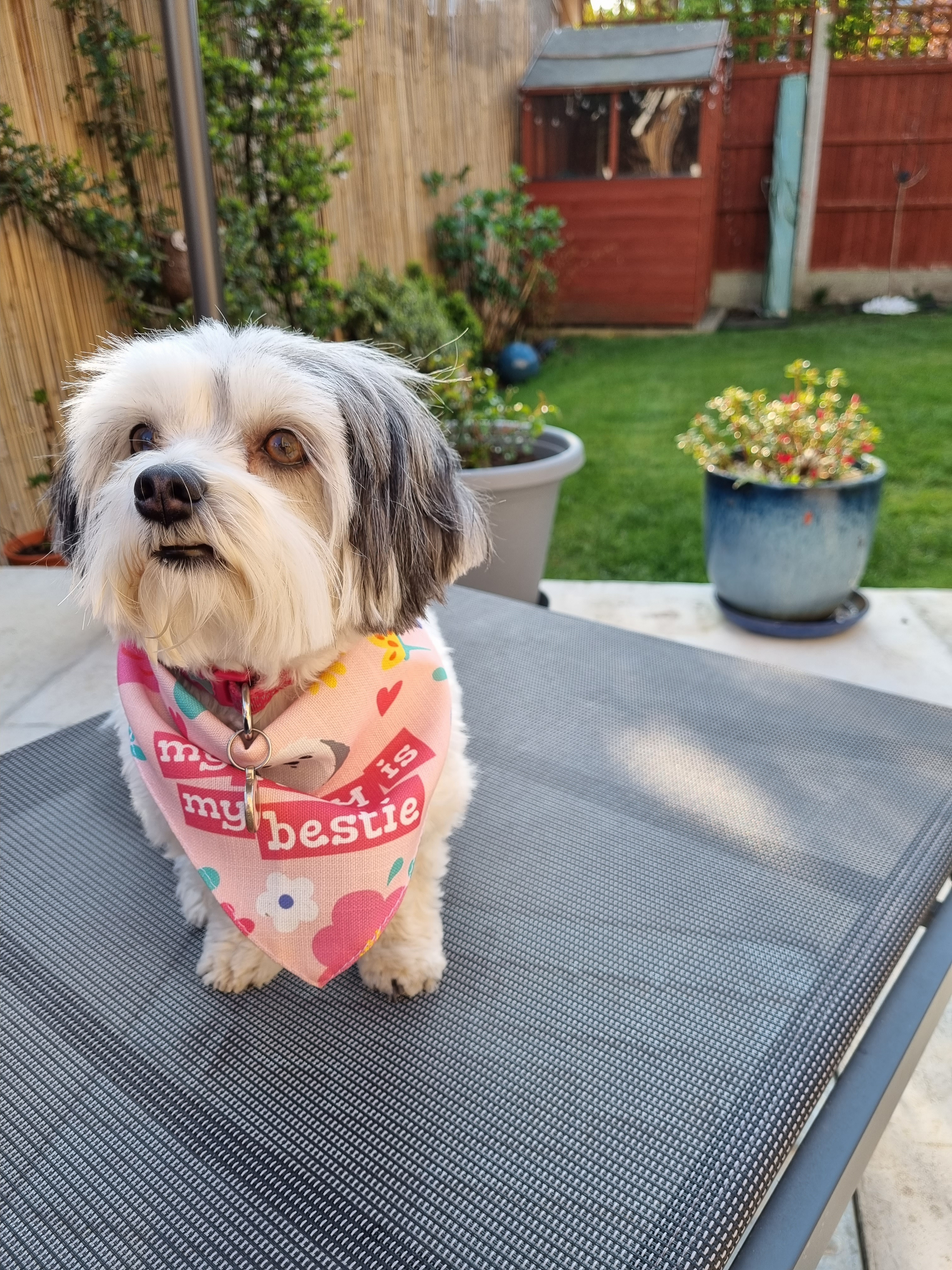 Customer photo of 'Mum Is My Bestie' - Personalised Hungarian Vizsla Bandana