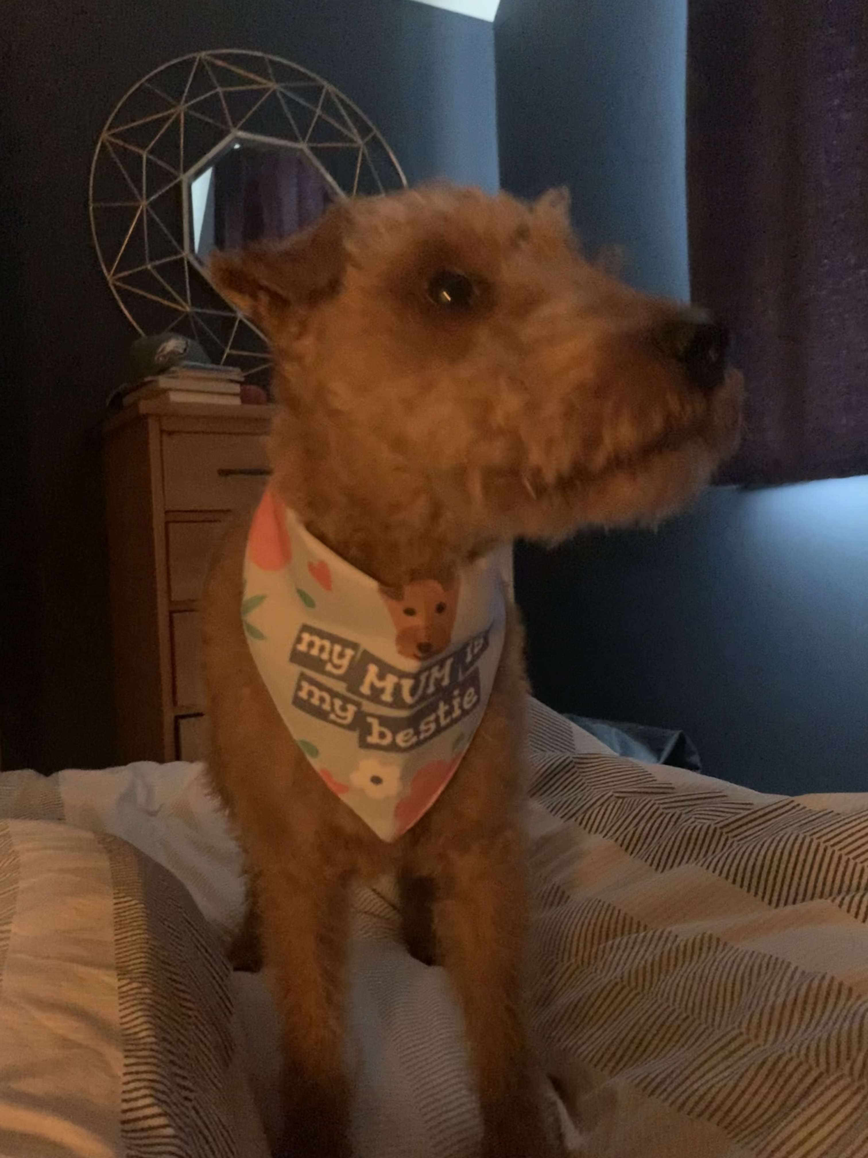 Customer photo of 'Mum Is My Bestie' - Personalised Hungarian Vizsla Bandana
