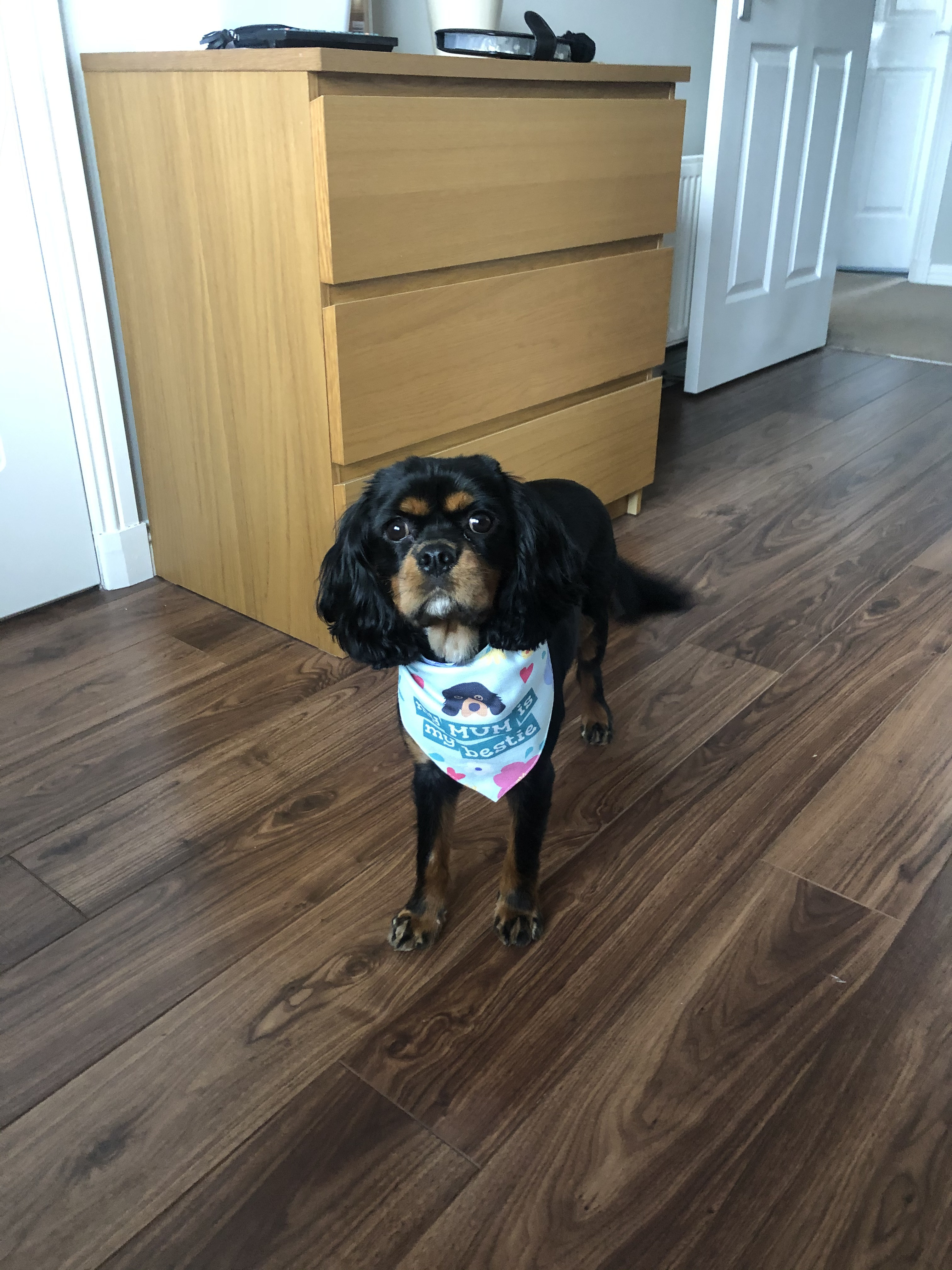 Customer photo of 'Mum Is My Bestie' - Personalised Hungarian Vizsla Bandana