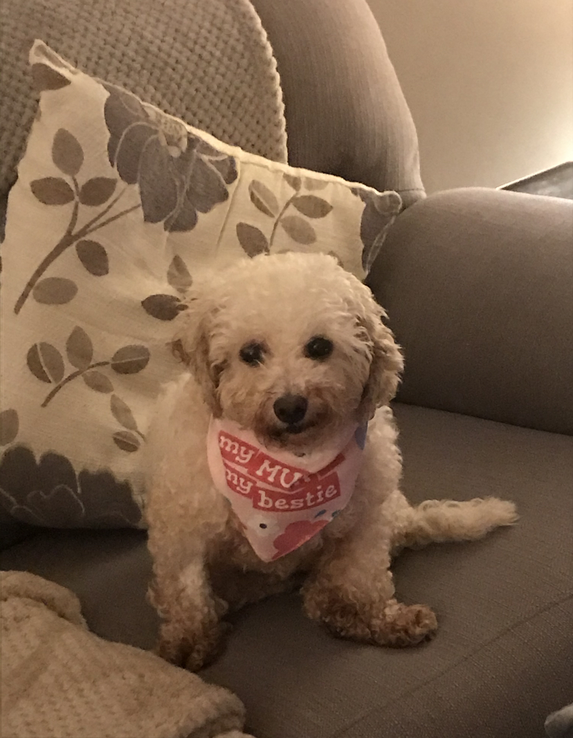 Customer photo of 'Mum Is My Bestie' - Personalised Hungarian Vizsla Bandana