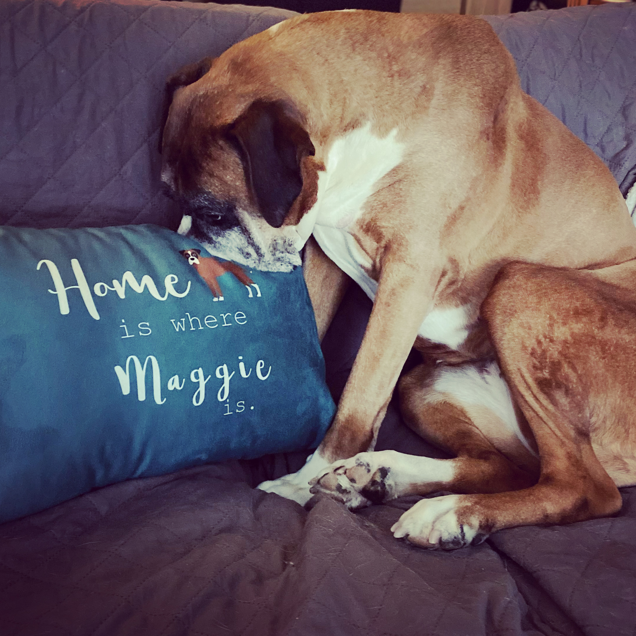 Customer photo of Home Is Where... : Personalized Lhasapoo Soft Touch Pillow