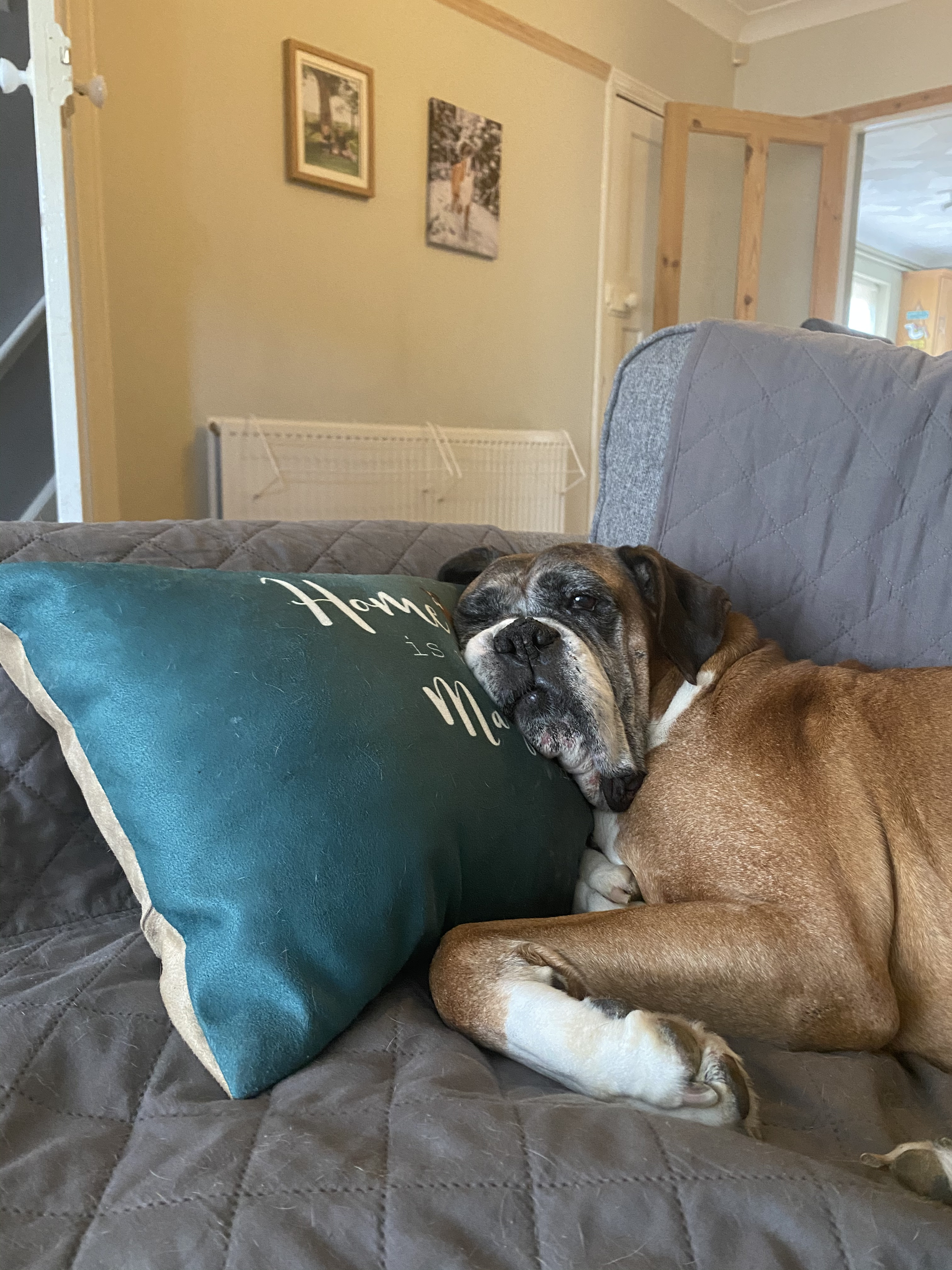 Customer photo of Home Is Where... : Personalized Lhasapoo Soft Touch Pillow