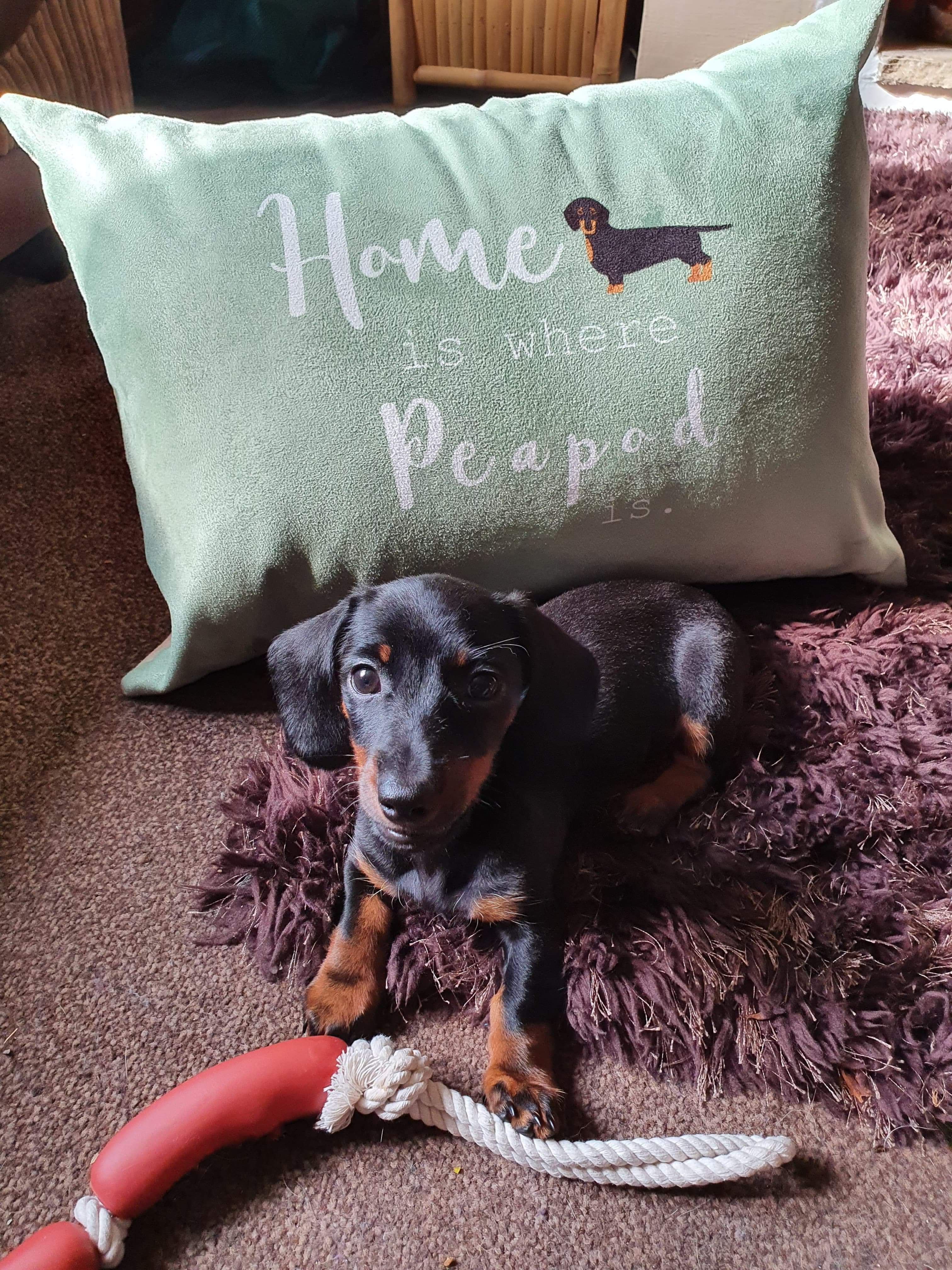 Customer photo of Home Is Where... : Personalized Lhasapoo Soft Touch Pillow