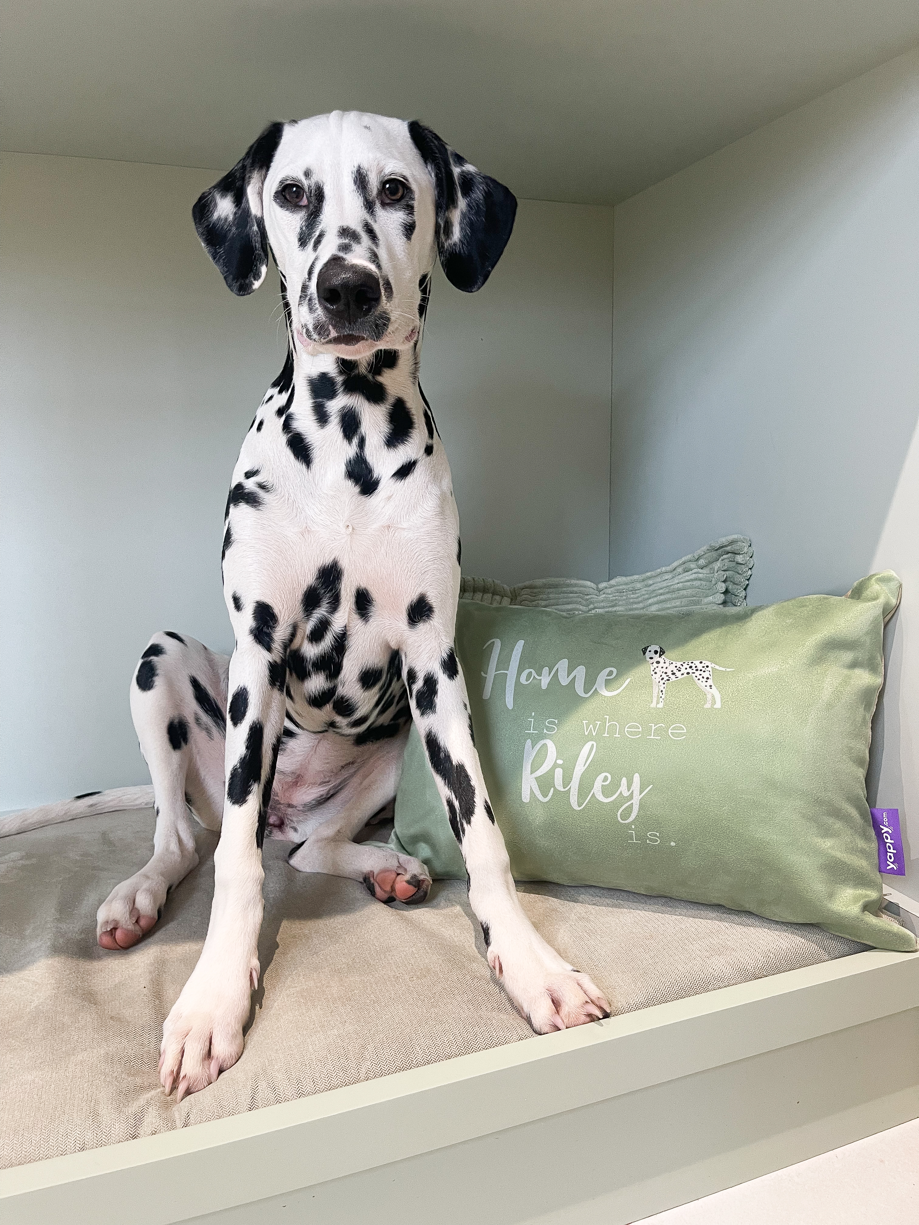 Customer photo of Home Is Where... : Personalized Lhasapoo Soft Touch Pillow