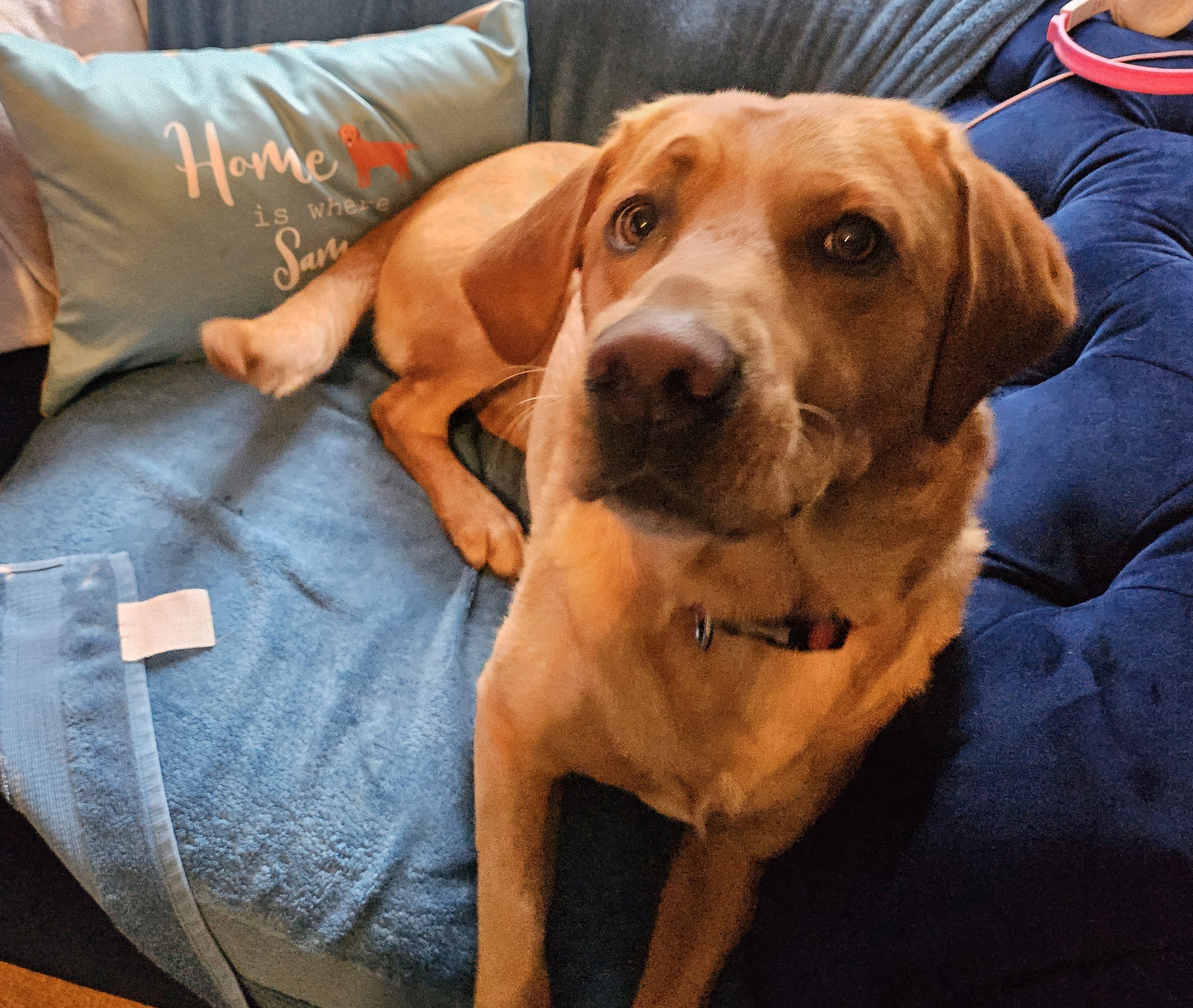 Customer photo of Home Is Where... : Personalized Lhasapoo Soft Touch Pillow