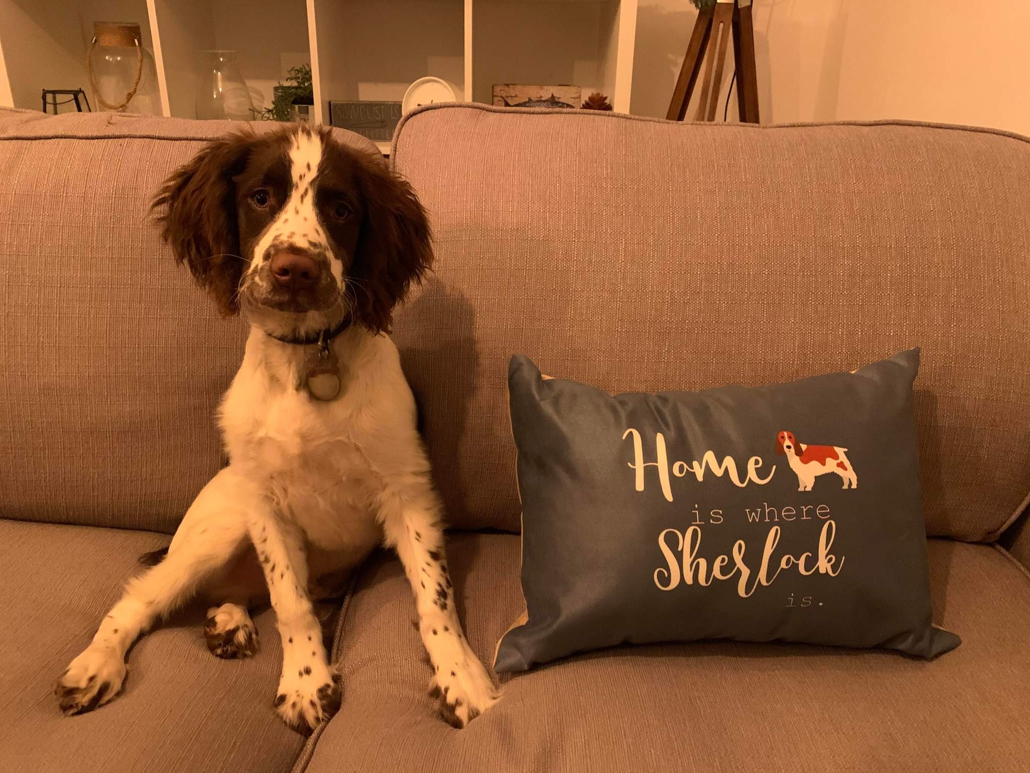 Customer photo of Home Is Where... : Personalized Lhasapoo Soft Touch Pillow