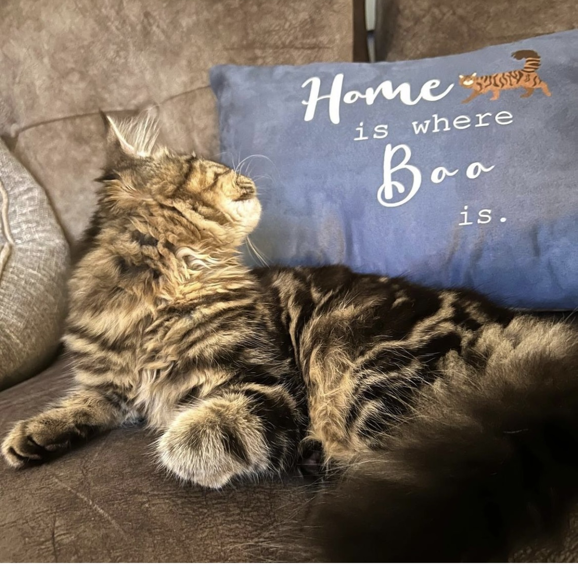 Customer photo of Home Is Where... : Personalised Cat Soft Touch Cushion