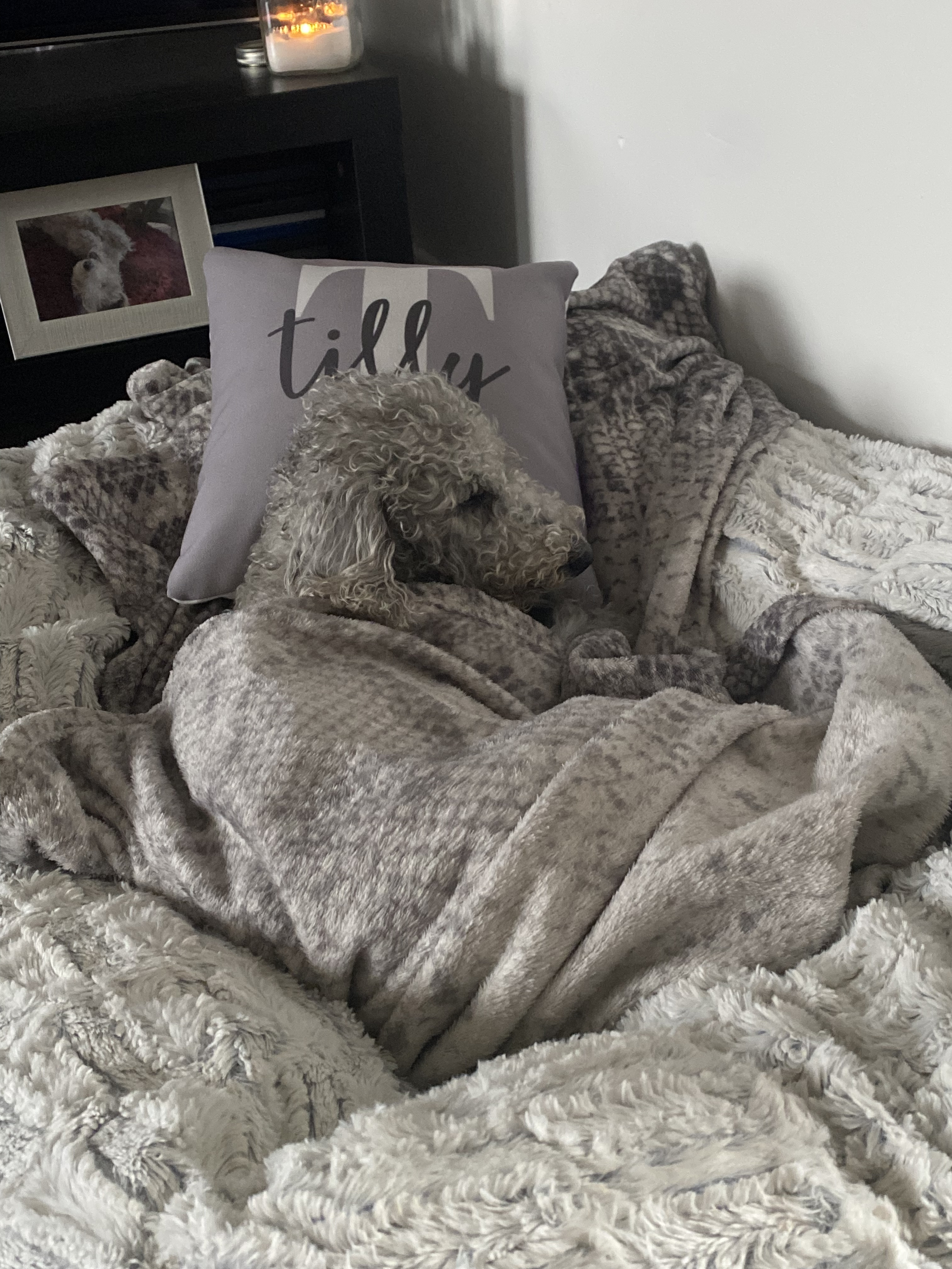 Customer photo of Name and Initial: Personalized Jack-A-Poo Canvas Pillow