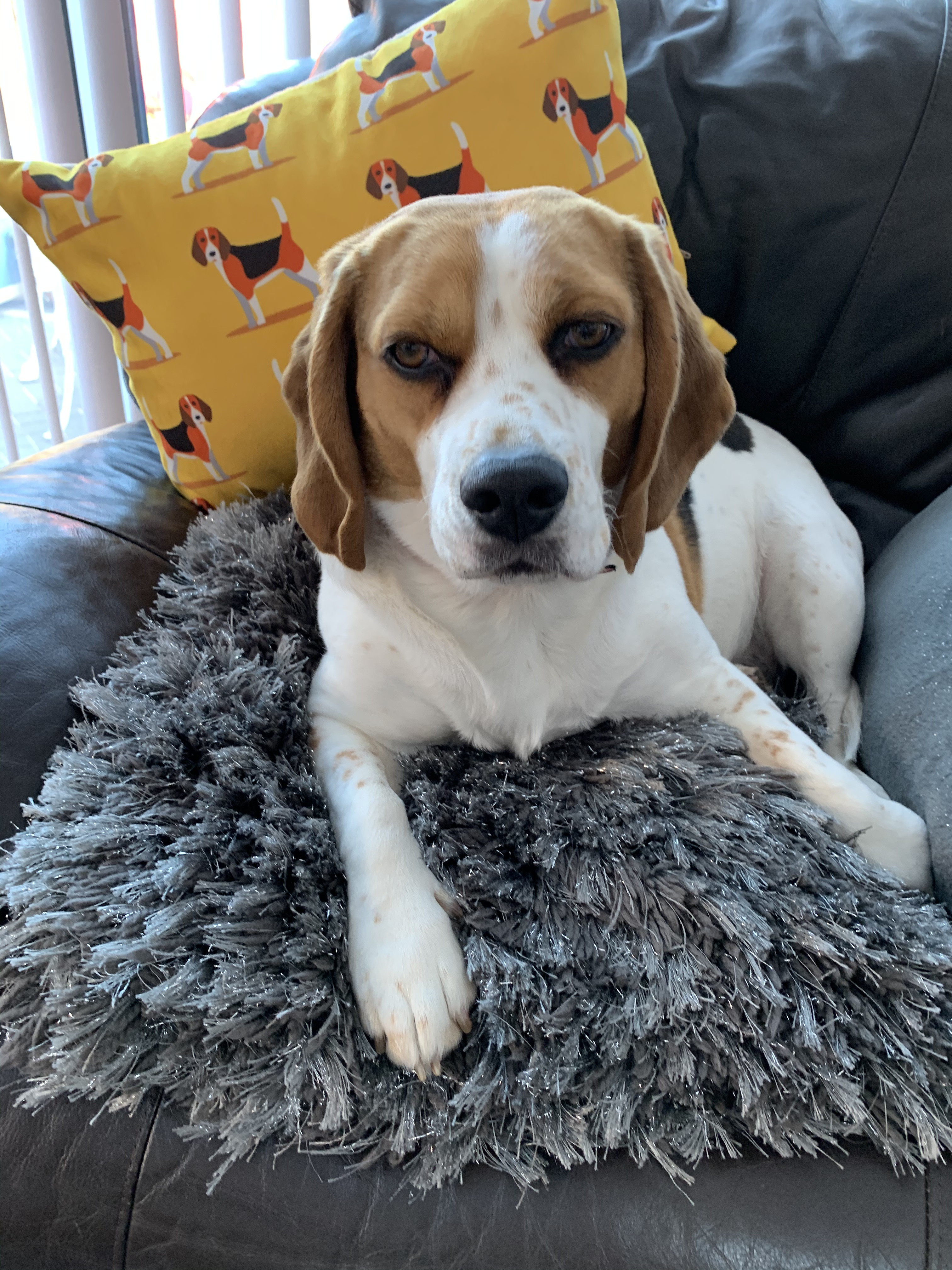 Customer photo of Yappicon Profile Pattern: Personalized Jack-A-Poo Soft Touch Pillow