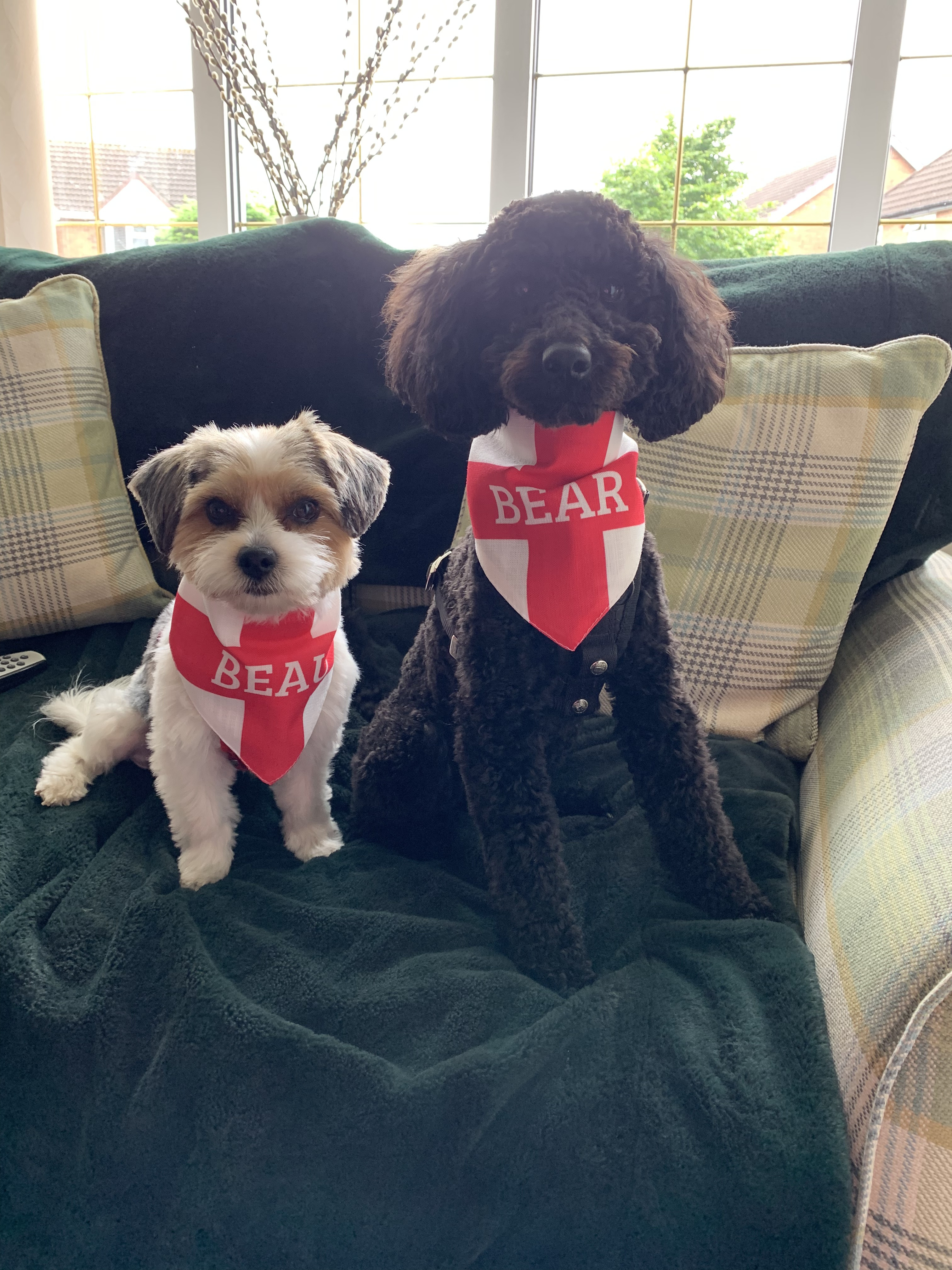 Customer photo of 'English Flag' - Personalised Hungarian Vizsla Bandana