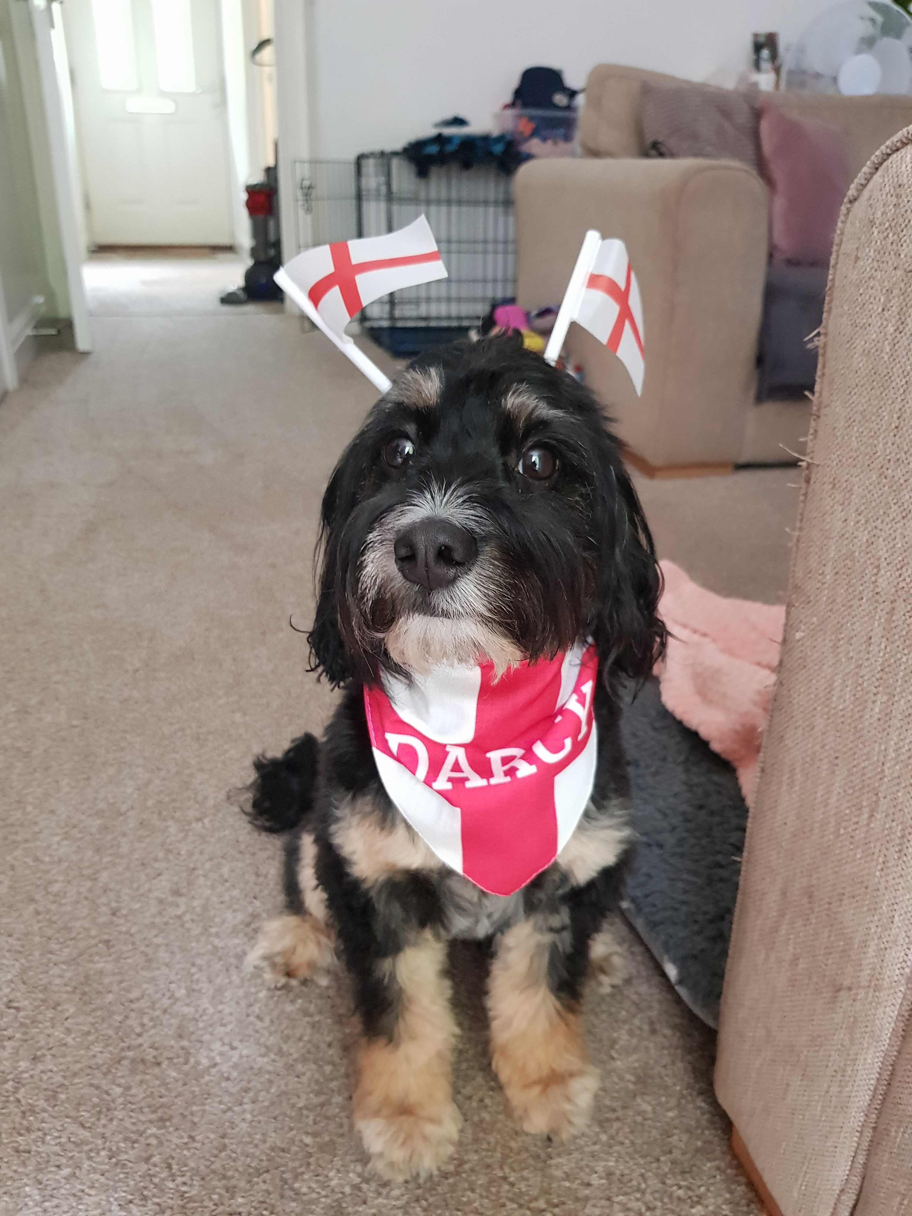 Customer photo of 'English Flag' - Personalised Hungarian Vizsla Bandana