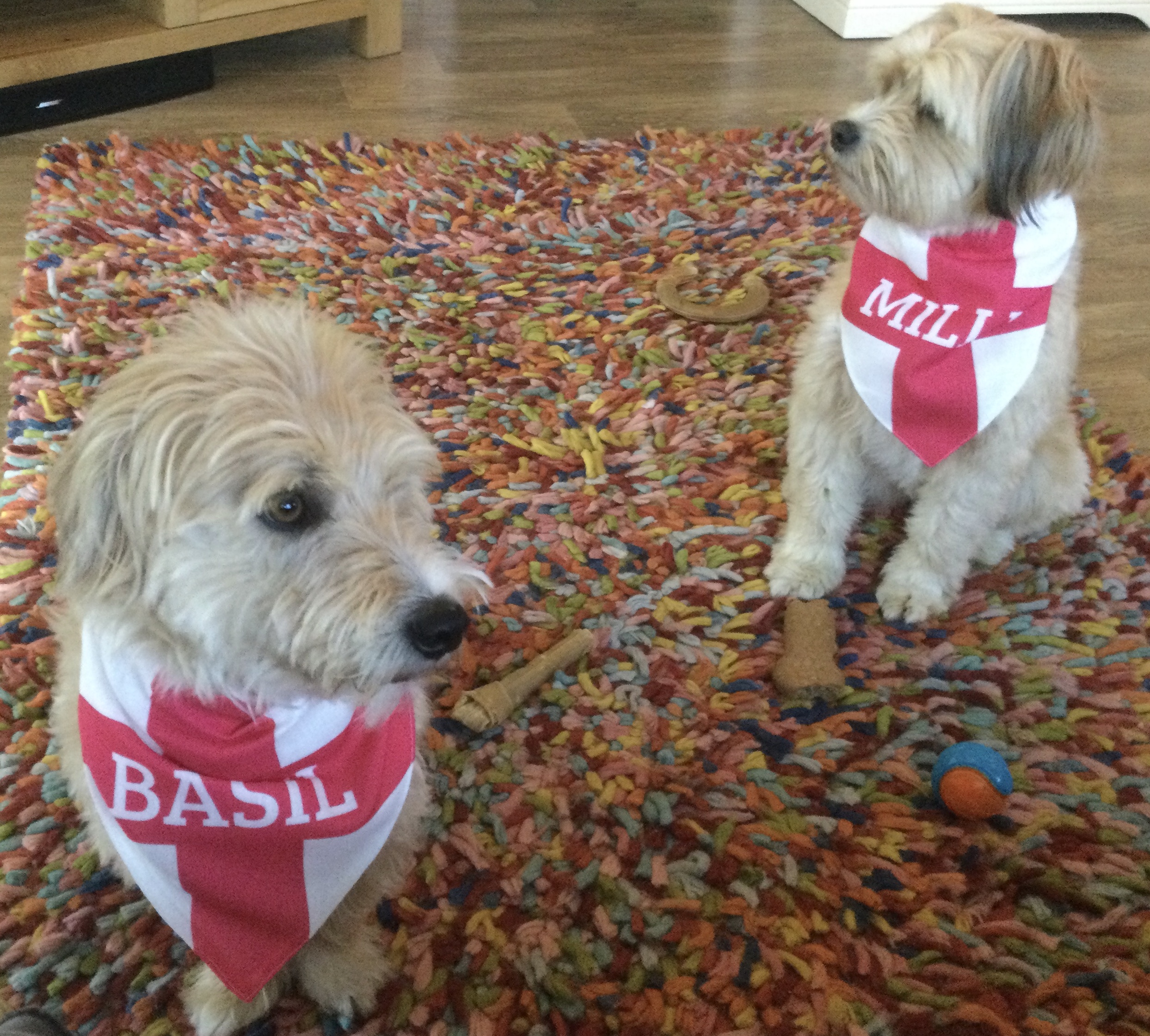 Customer photo of 'English Flag' - Personalised Hungarian Vizsla Bandana