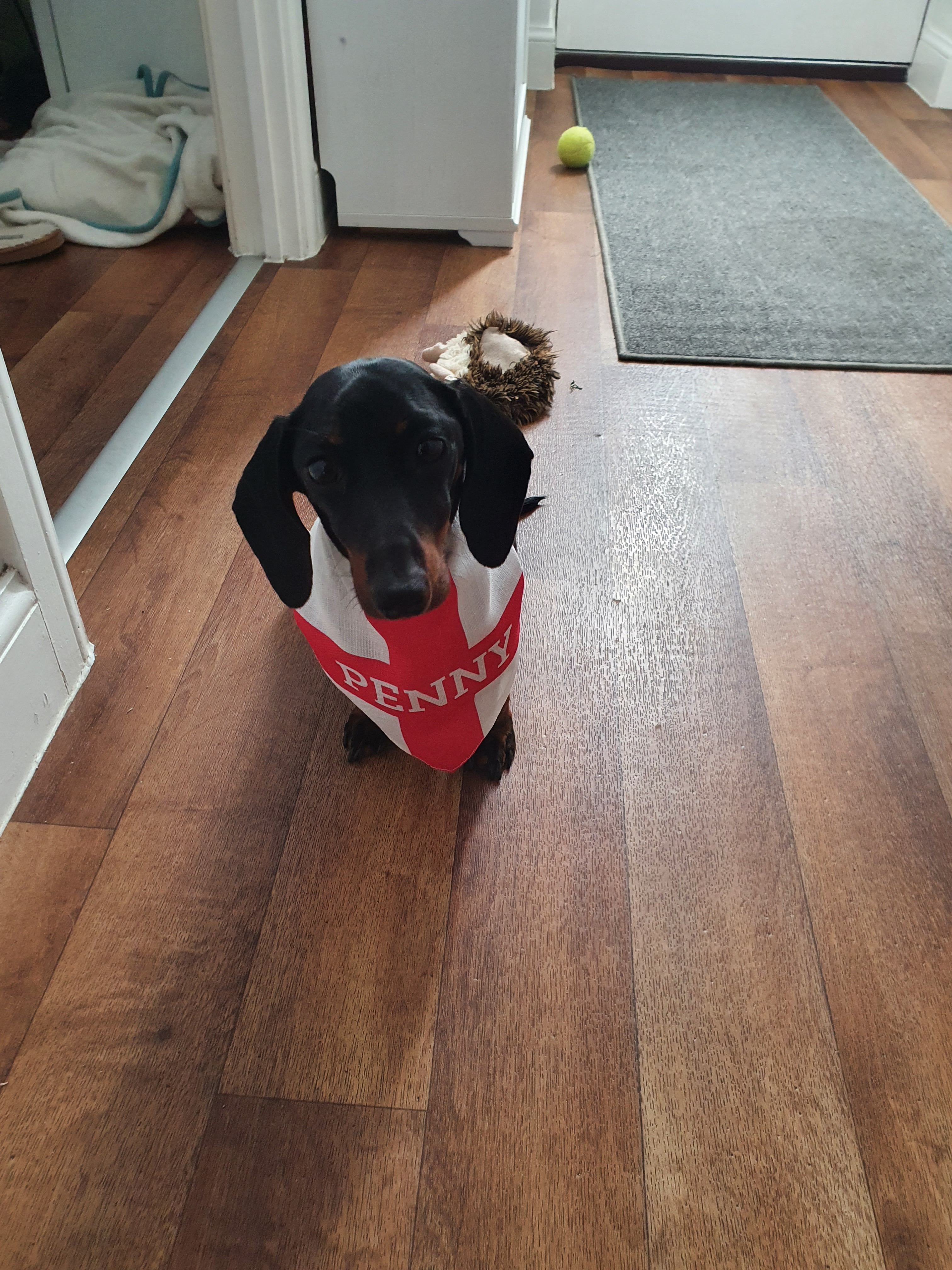 Customer photo of 'English Flag' - Personalised Hungarian Vizsla Bandana