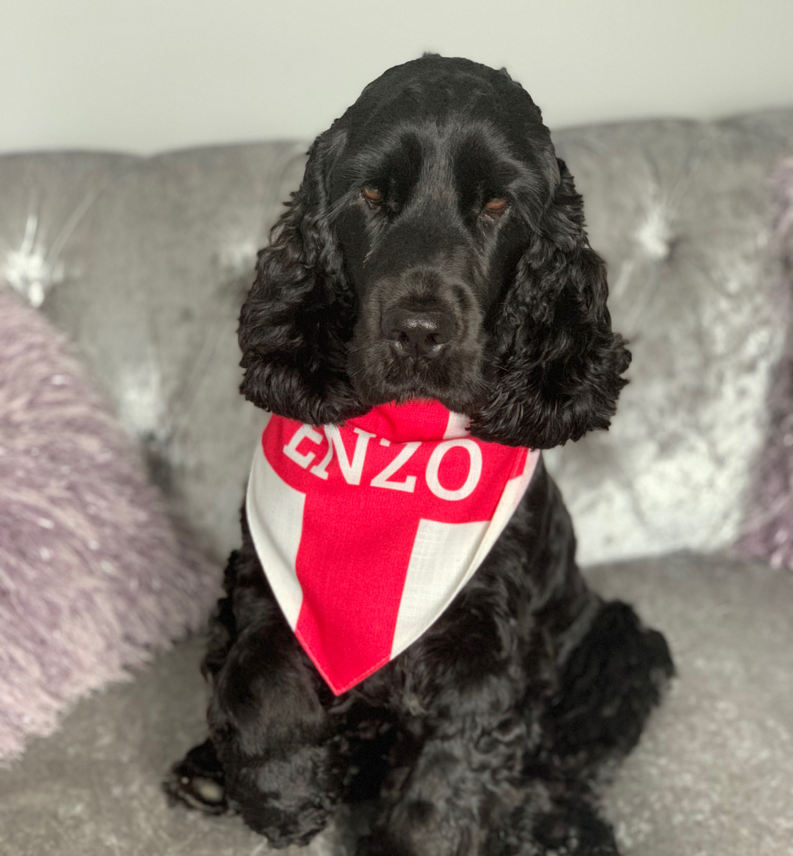 Customer photo of 'English Flag' - Personalised Hungarian Vizsla Bandana