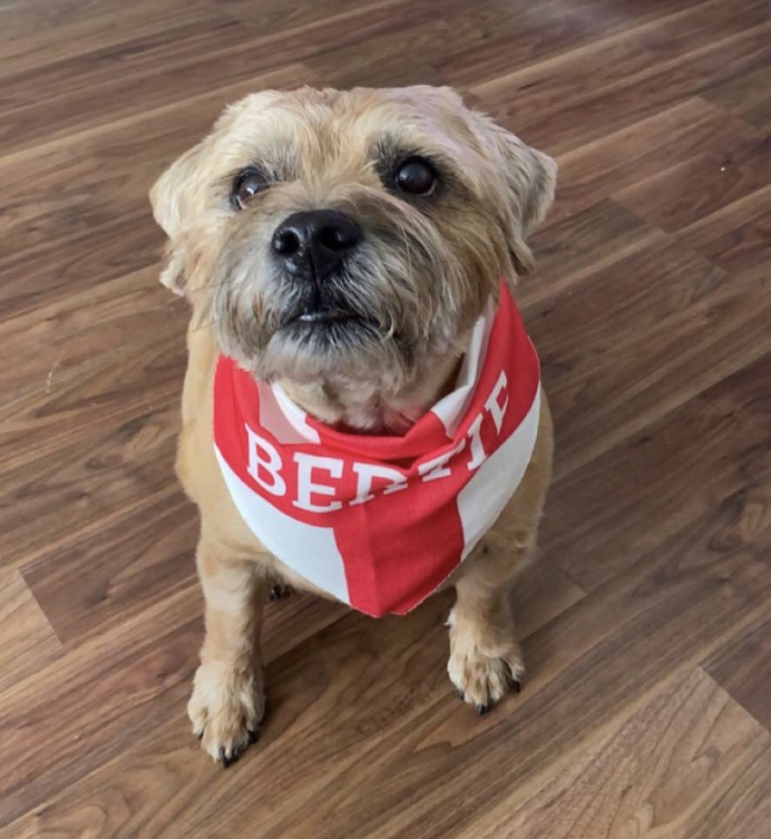 Customer photo of 'English Flag' - Personalised Hungarian Vizsla Bandana