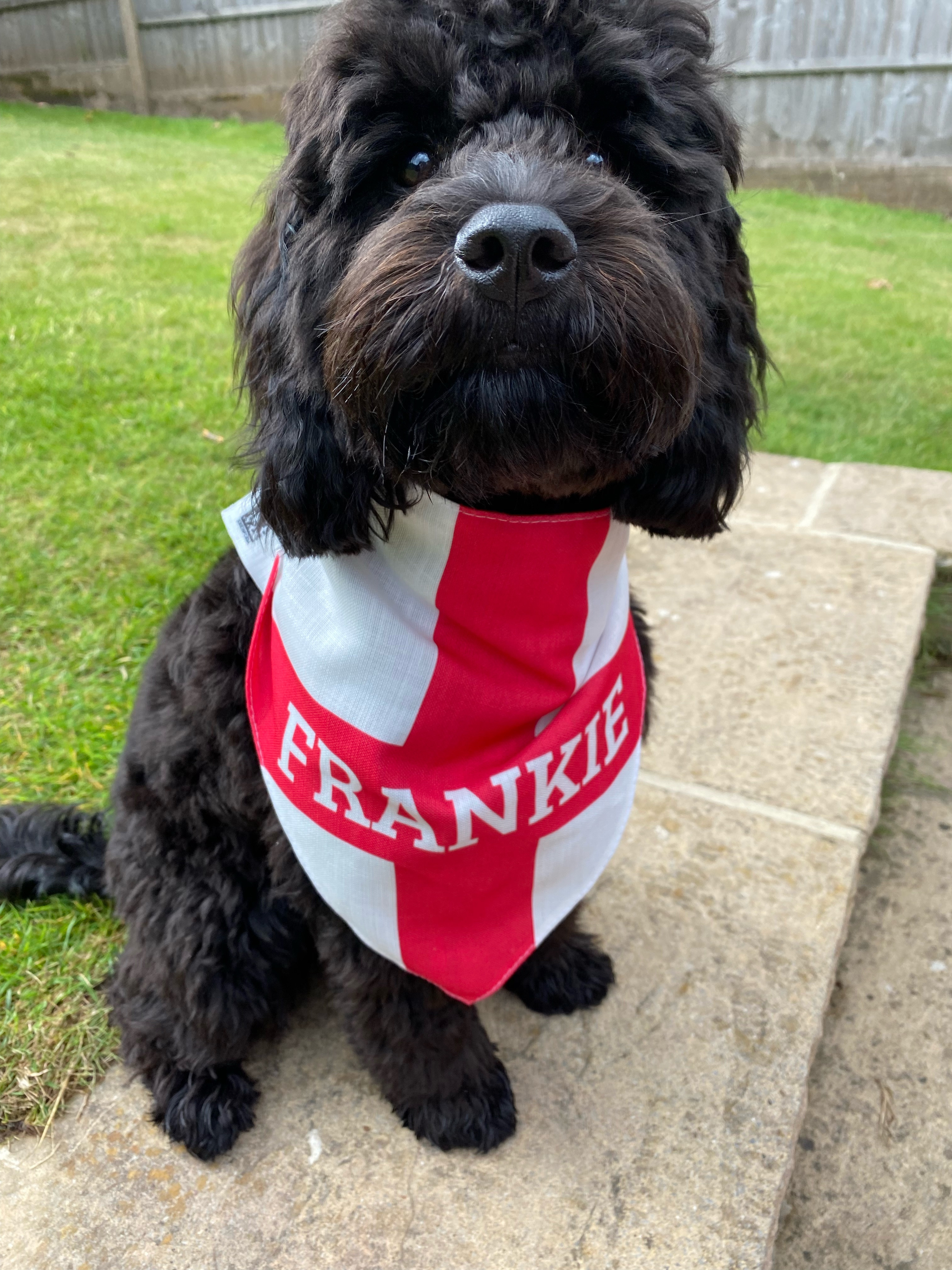 Customer photo of 'English Flag' - Personalised Hungarian Vizsla Bandana