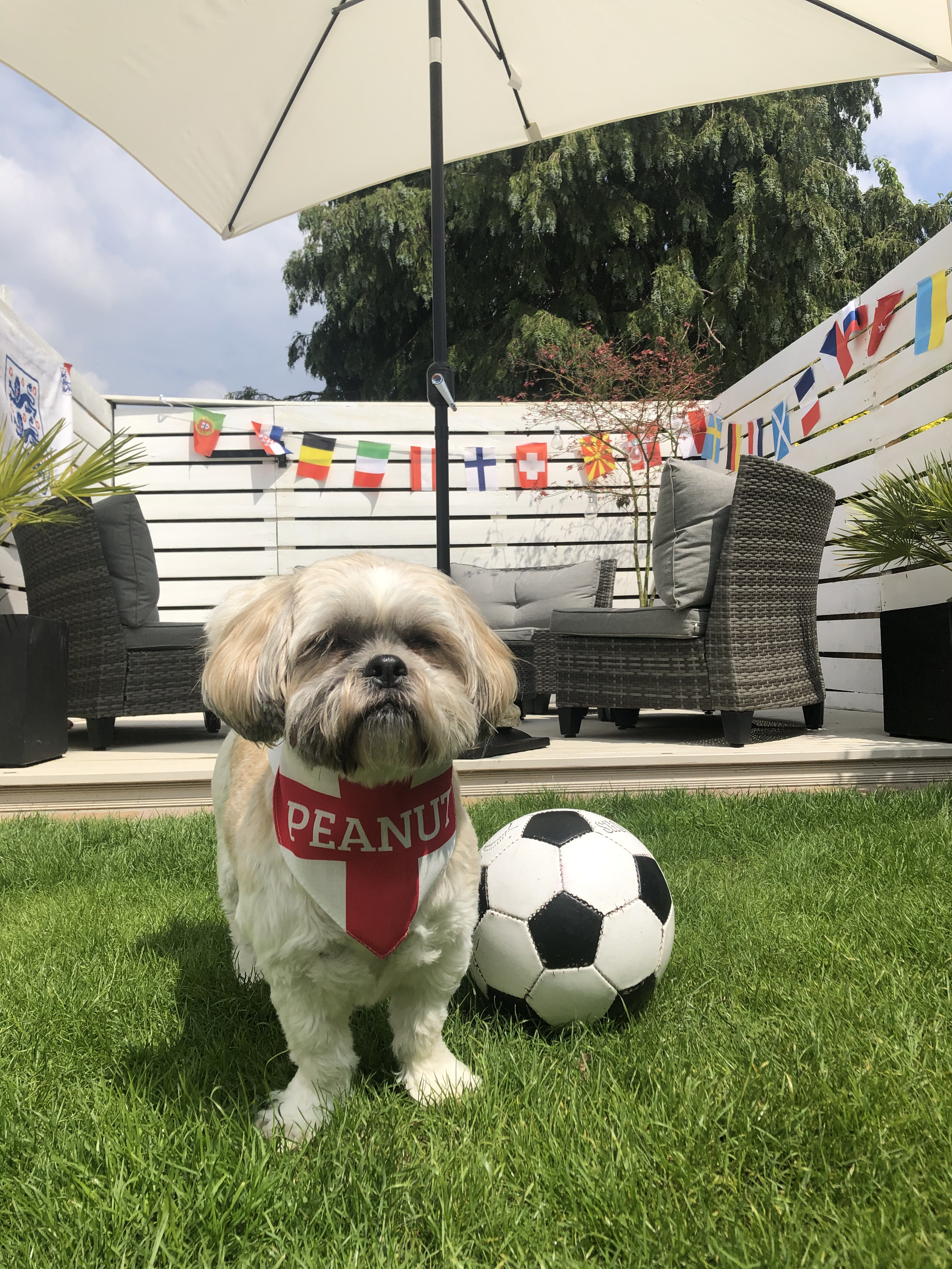 Customer photo of 'English Flag' - Personalised Hungarian Vizsla Bandana