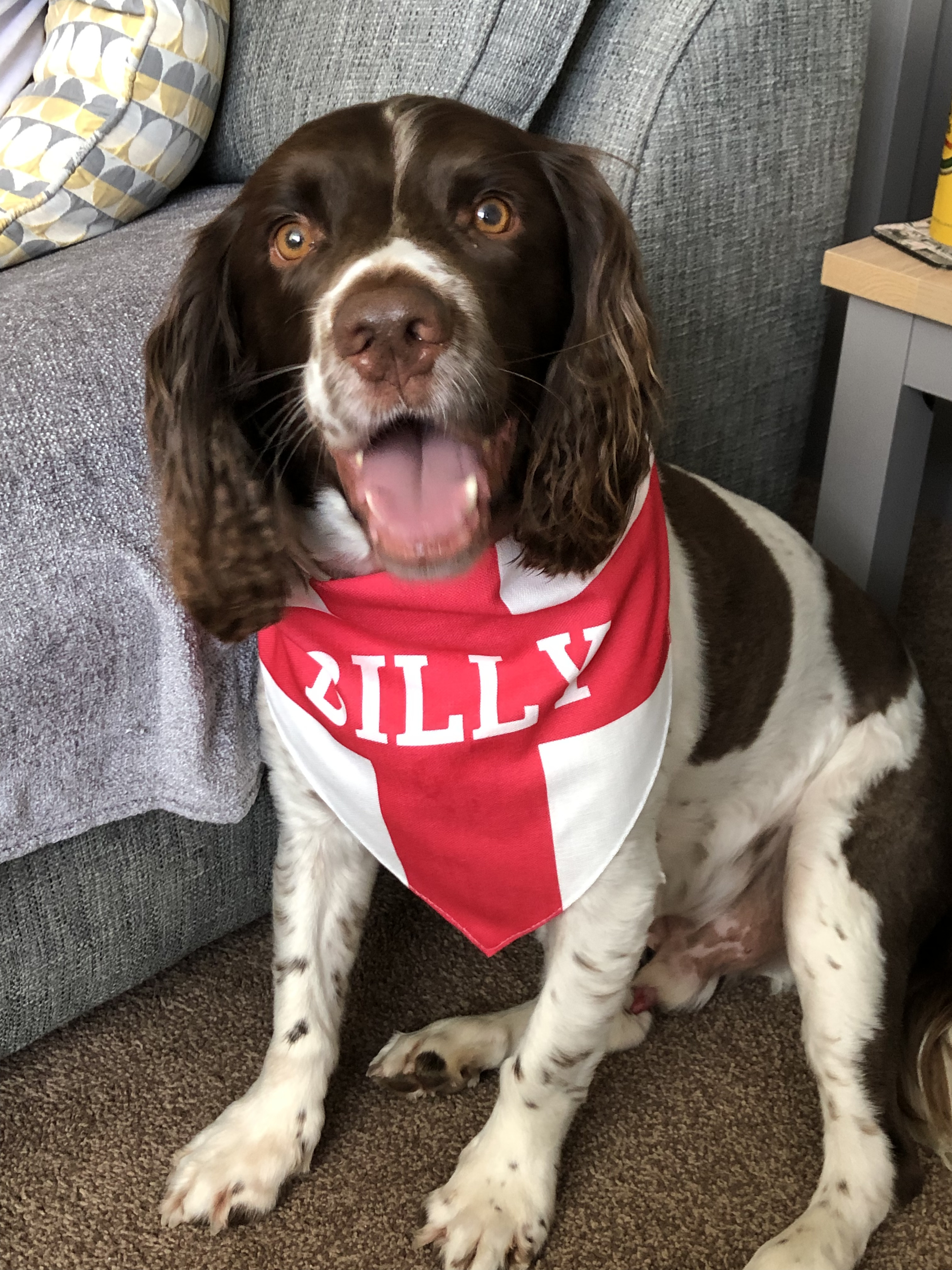Customer photo of 'English Flag' - Personalised Hungarian Vizsla Bandana