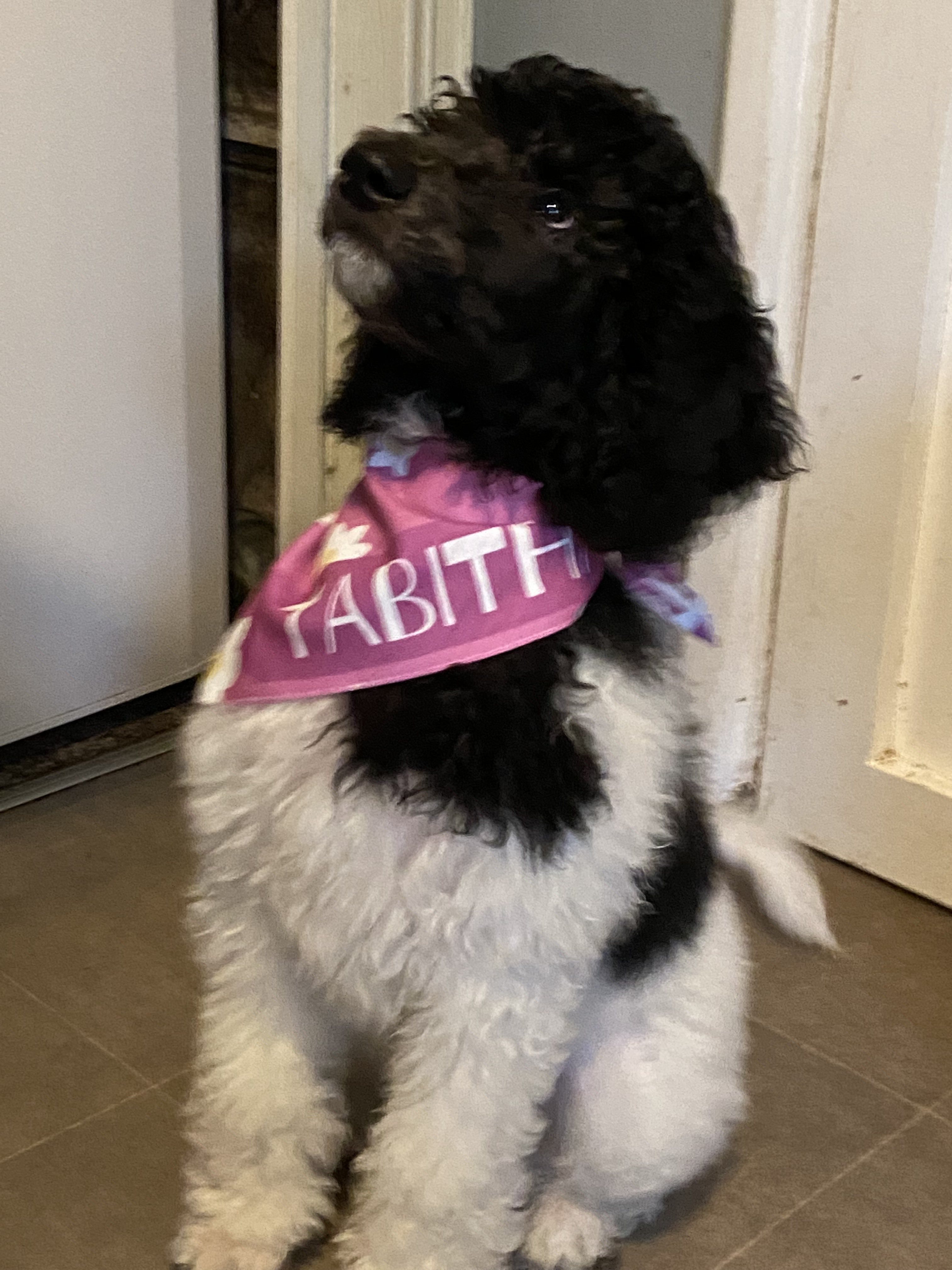 Customer photo of 'Daisy Pattern' - Personalized Cockapoo Bandana