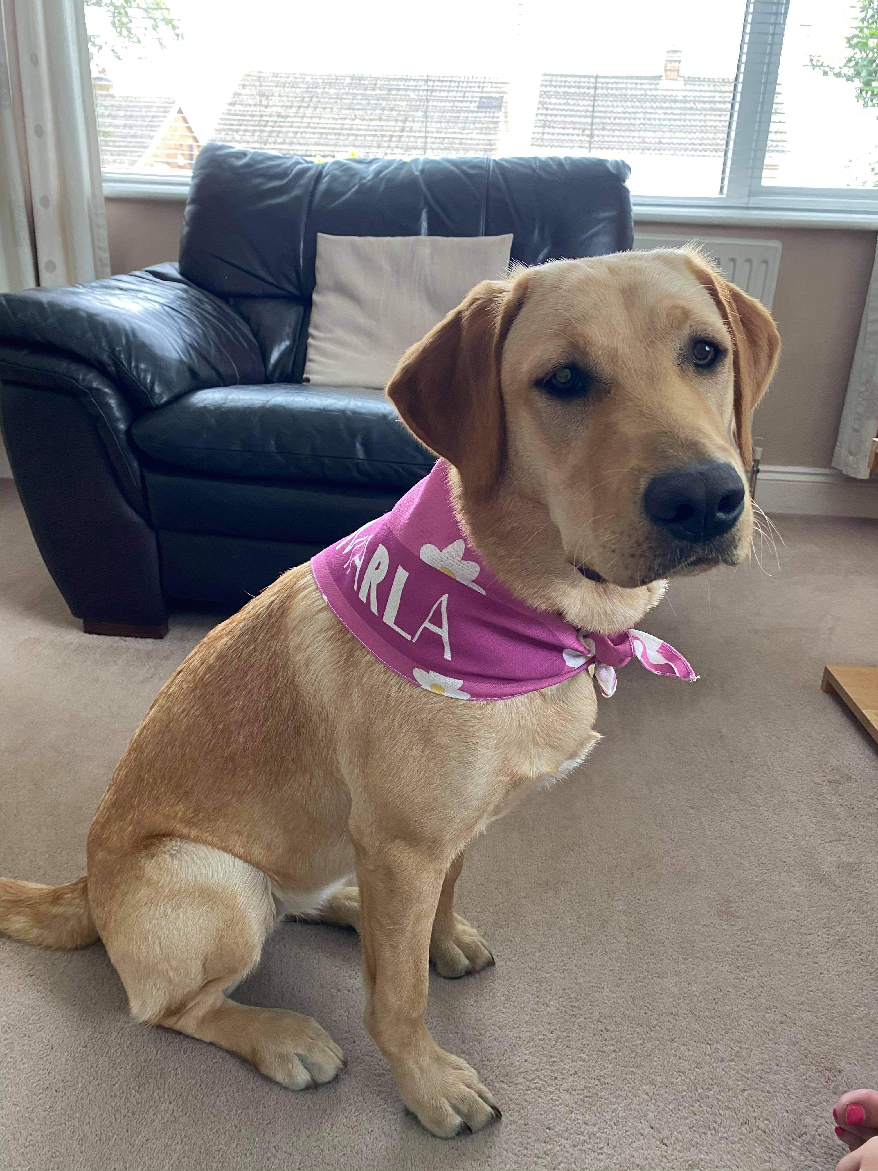 Customer photo of 'Daisy Pattern' - Personalized Cockapoo Bandana