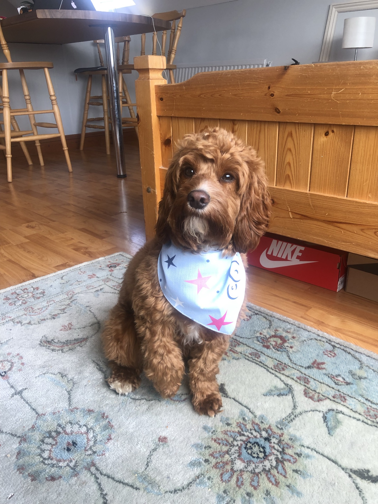Customer photo of 'Star and Spot Pattern' - Personalized Cockapoo Bandana