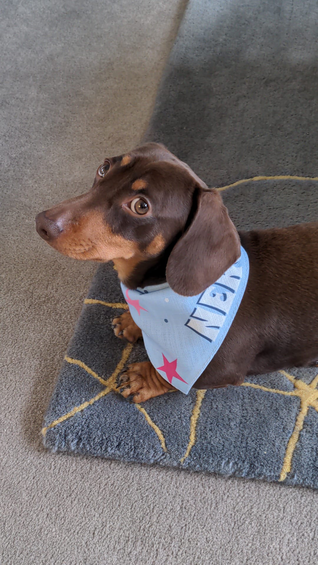 Customer photo of 'Star and Spot Pattern' - Personalized Cockapoo Bandana