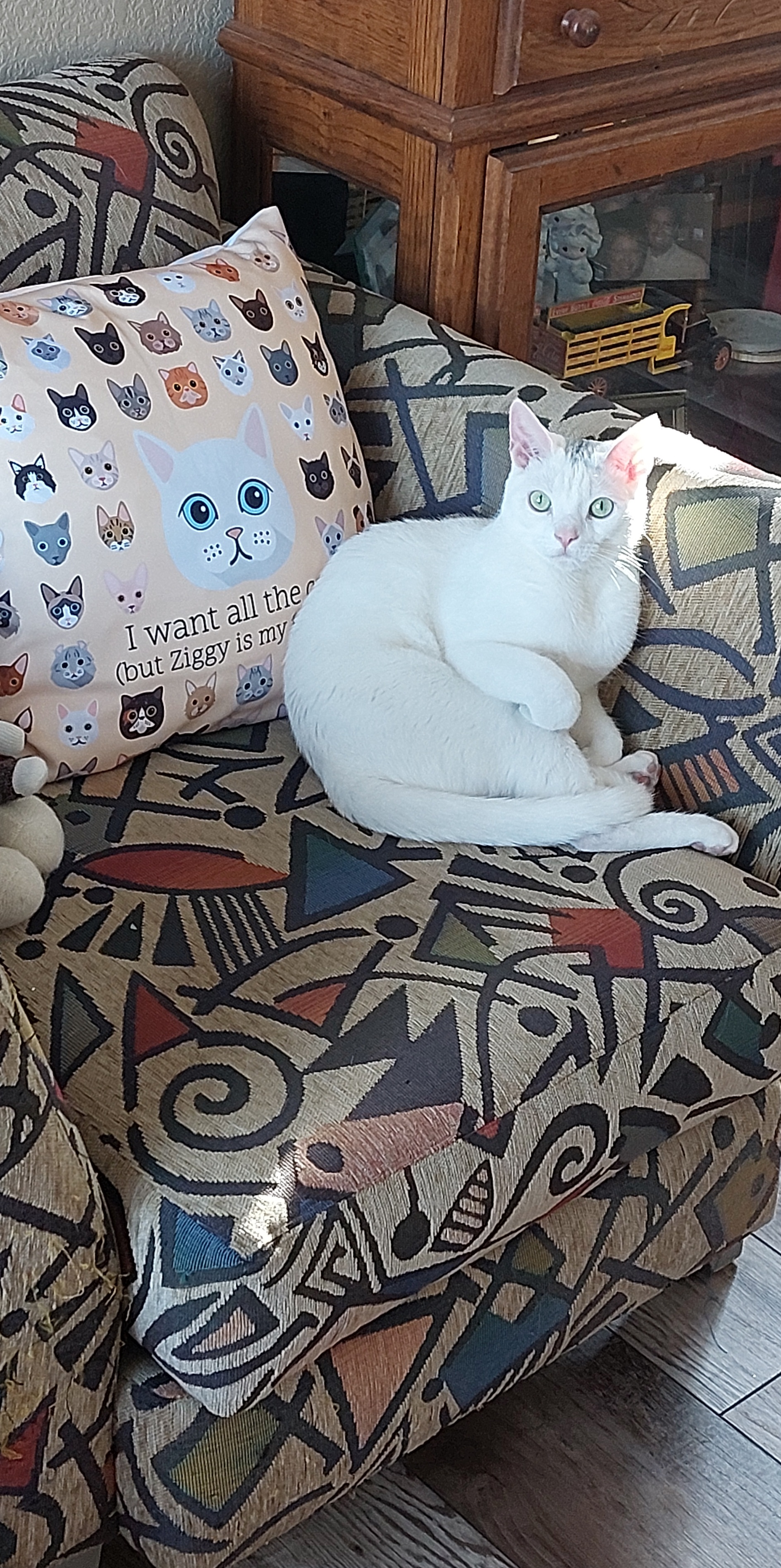 Customer photo of I Want All the Cats: Personalised Cat Canvas Cushion