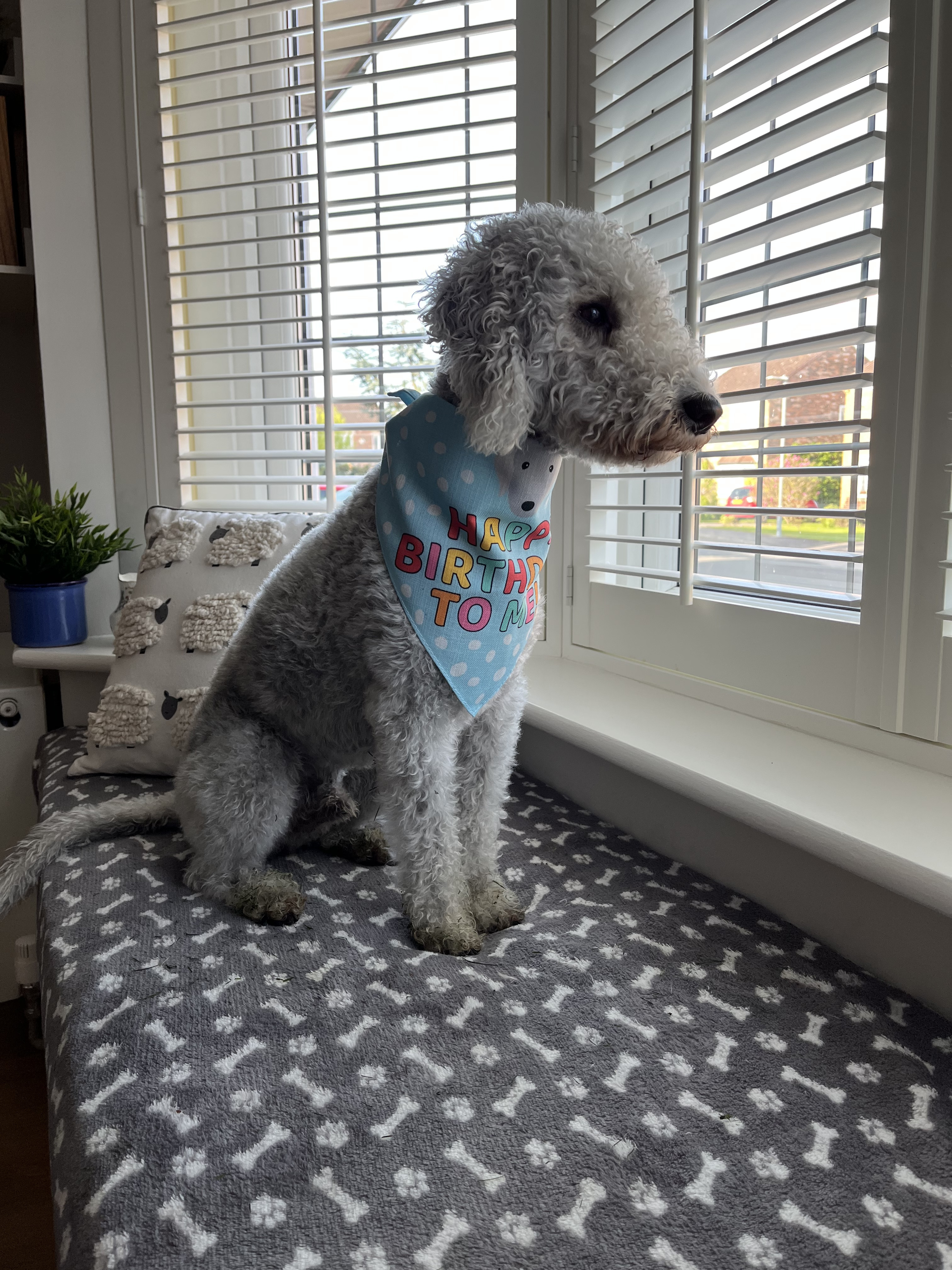 Customer photo of 'Happy Birthday to Me' - Personalised Hungarian Vizsla Bandana