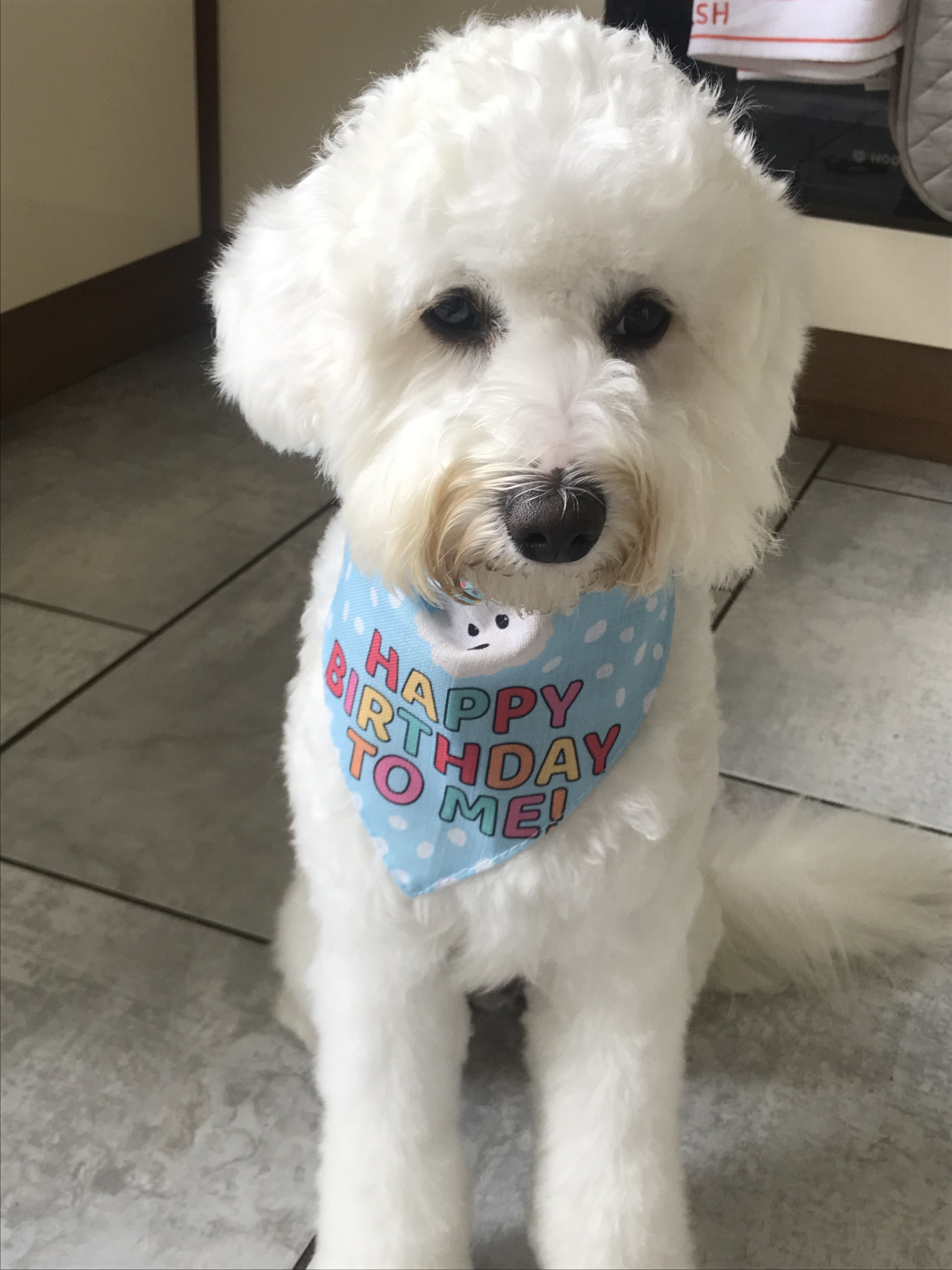 Customer photo of 'Happy Birthday to Me' - Personalised Hungarian Vizsla Bandana