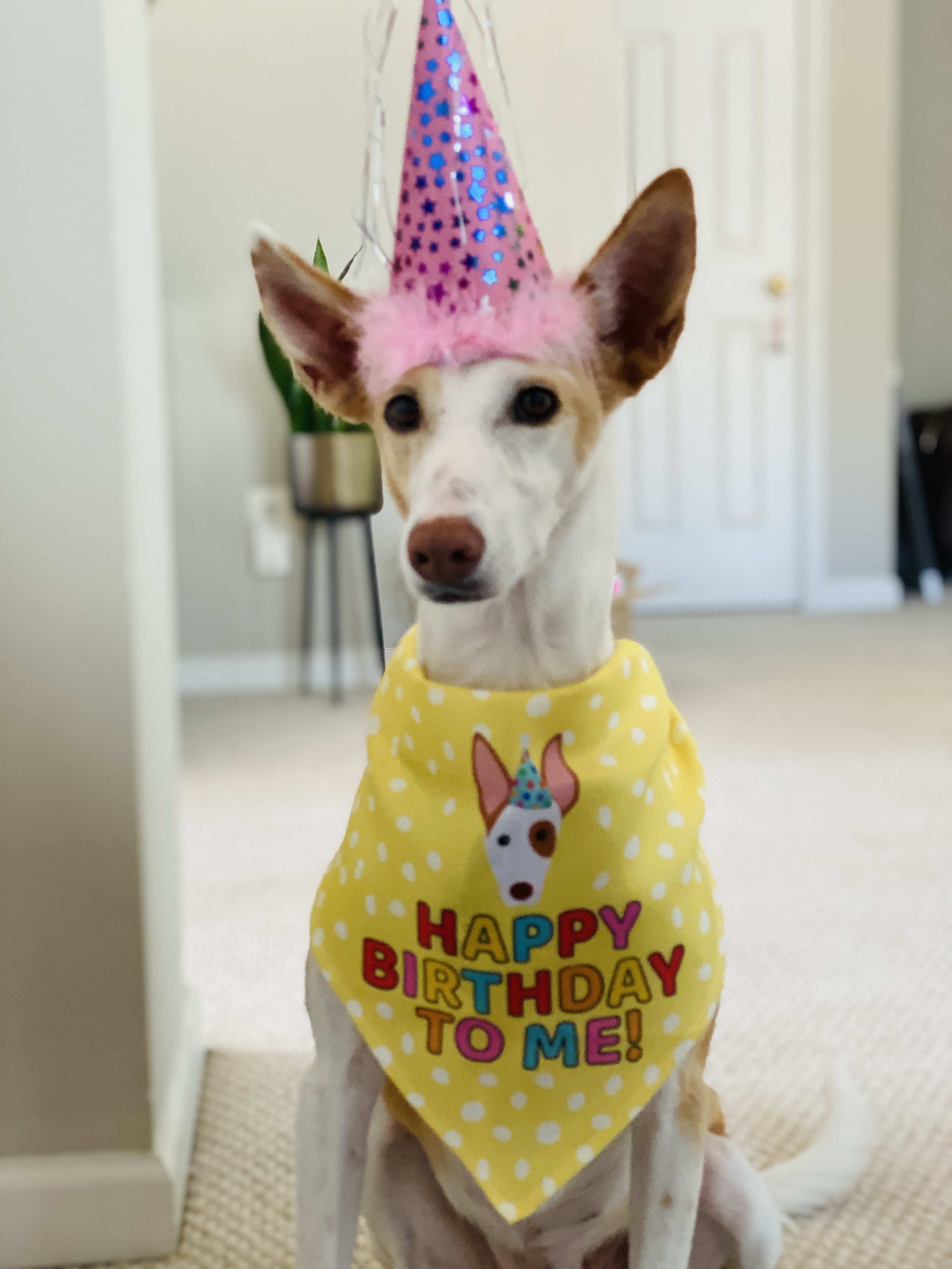 Customer photo of 'Happy Birthday to Me' - Personalised Hungarian Vizsla Bandana