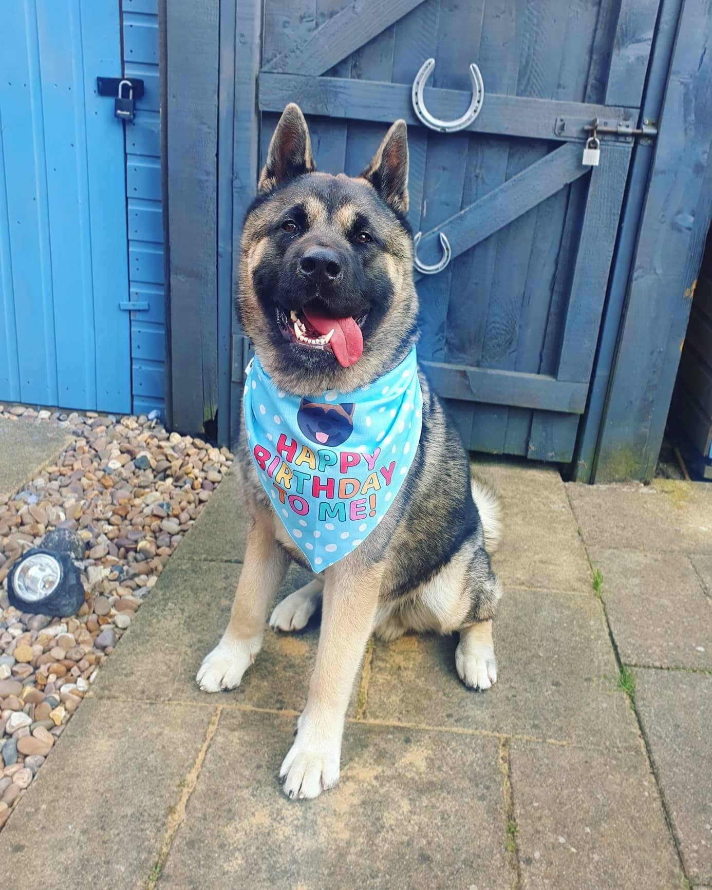 Customer photo of 'Happy Birthday to Me' - Personalised Hungarian Vizsla Bandana
