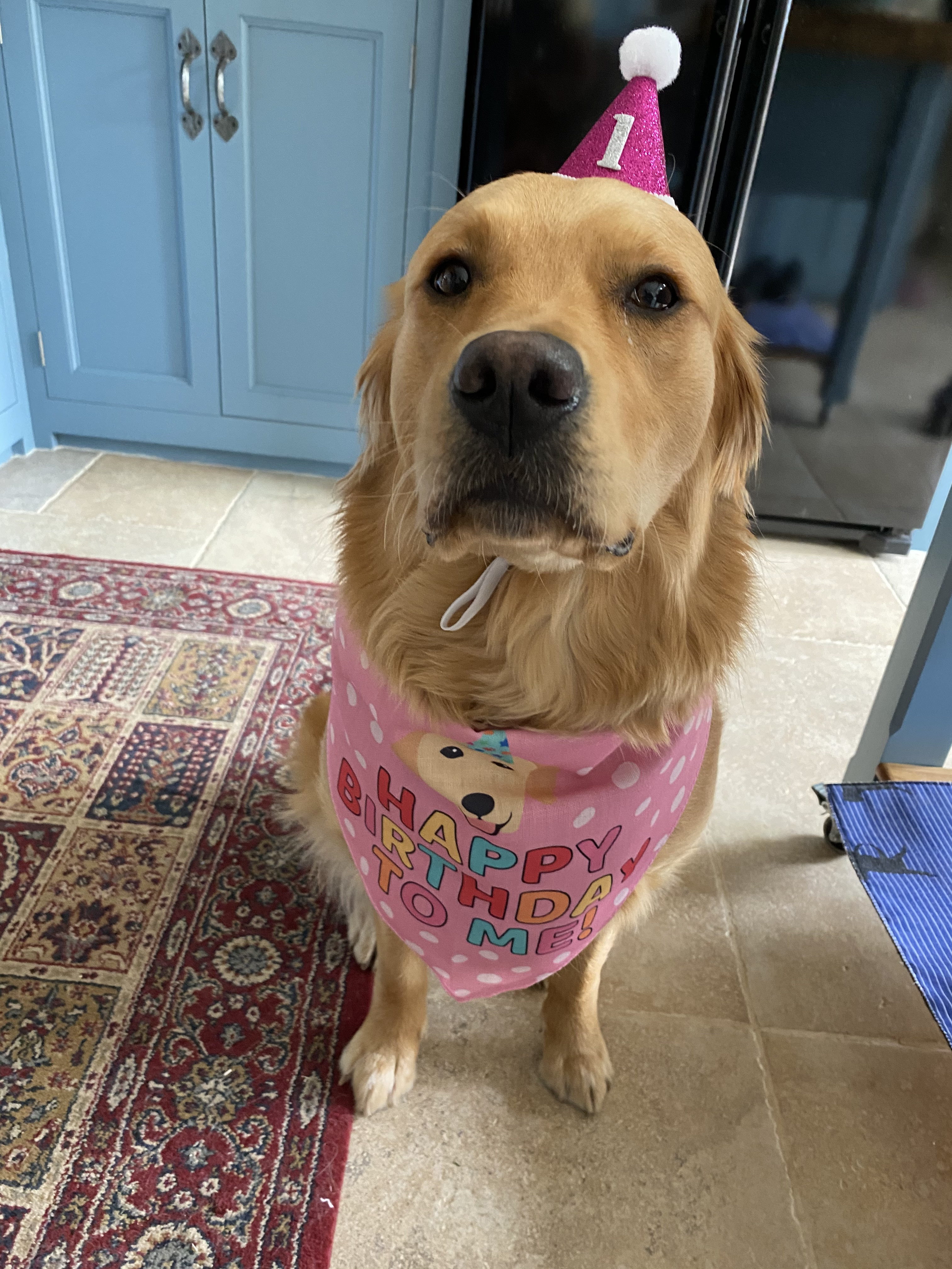 Customer photo of 'Happy Birthday to Me' - Personalised Hungarian Vizsla Bandana