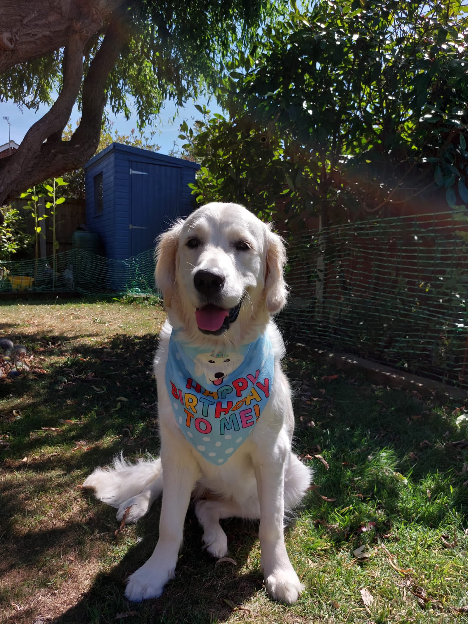 Customer photo of 'Happy Birthday to Me' - Personalised Hungarian Vizsla Bandana