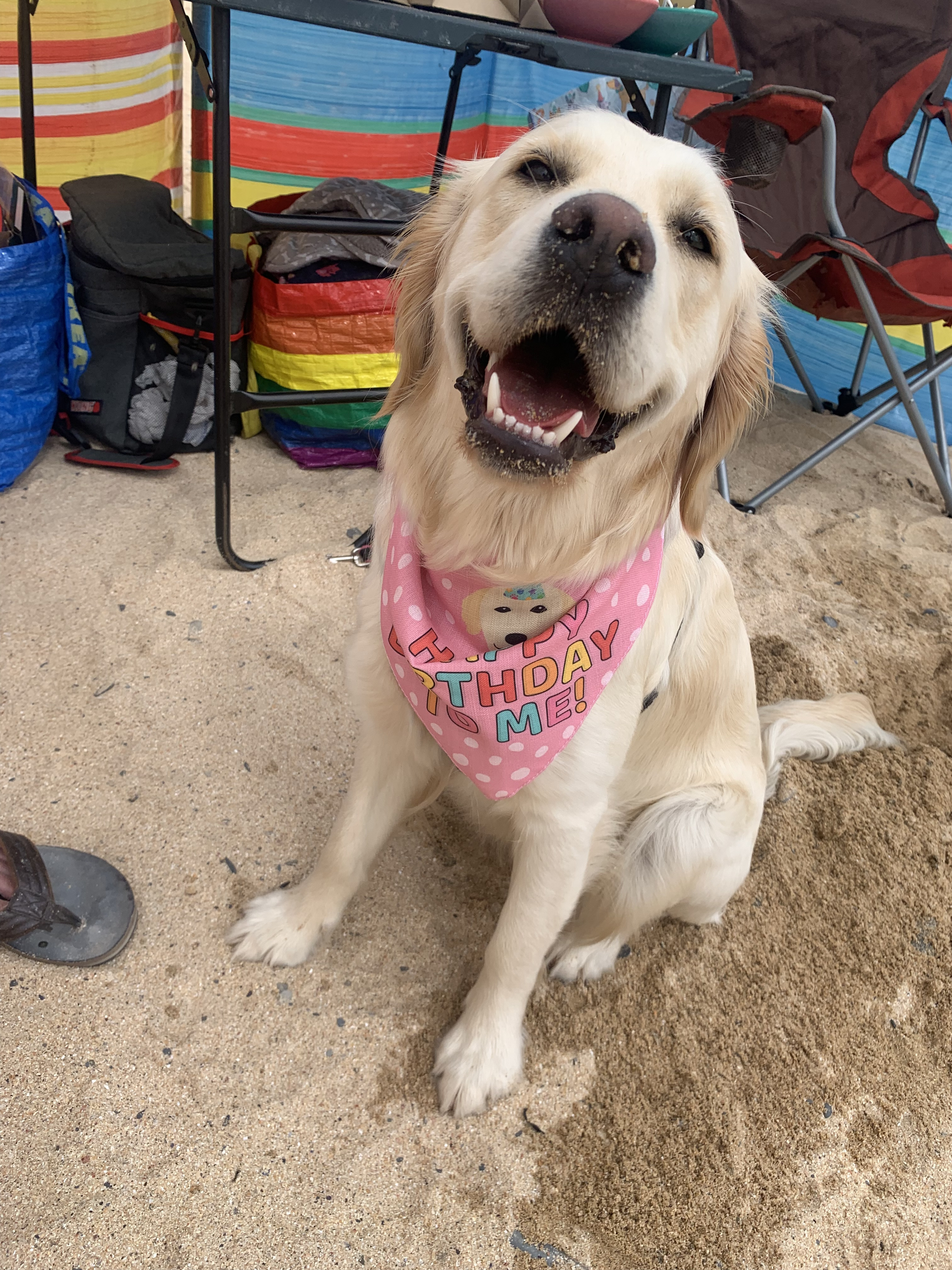 Customer photo of 'Happy Birthday to Me' - Personalised Hungarian Vizsla Bandana