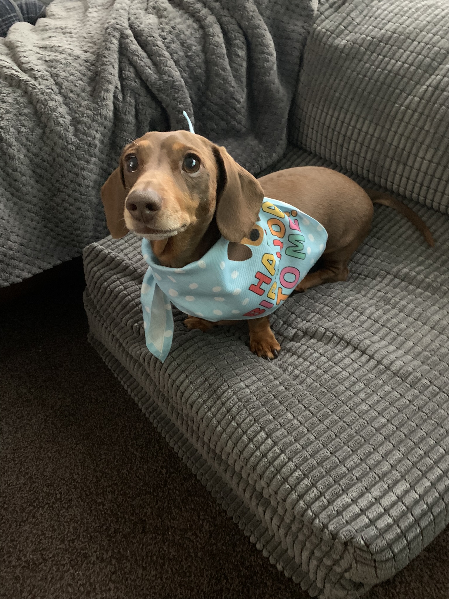 Customer photo of 'Happy Birthday to Me' - Personalised Hungarian Vizsla Bandana